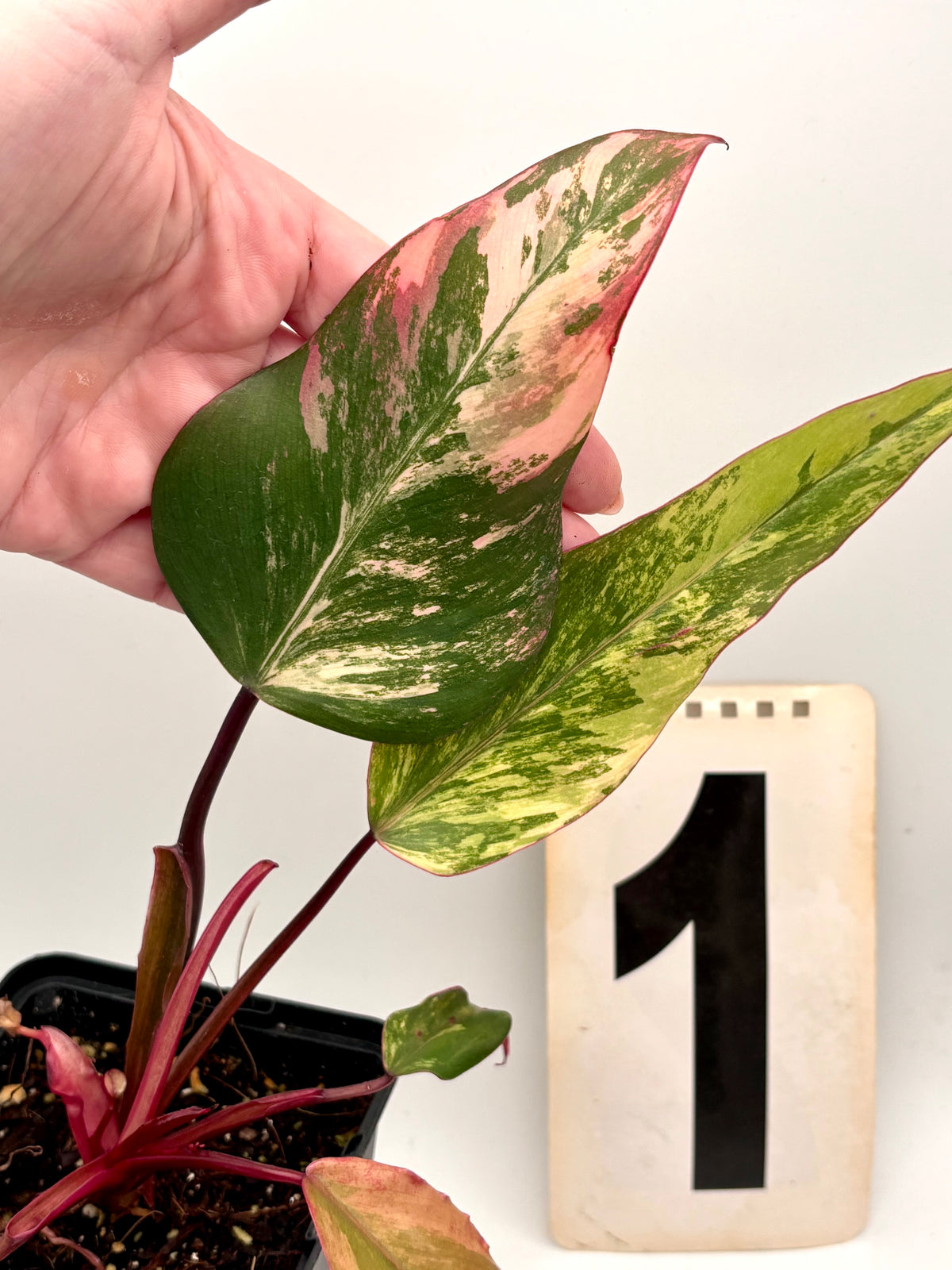 Philodendron Strawberry Shake