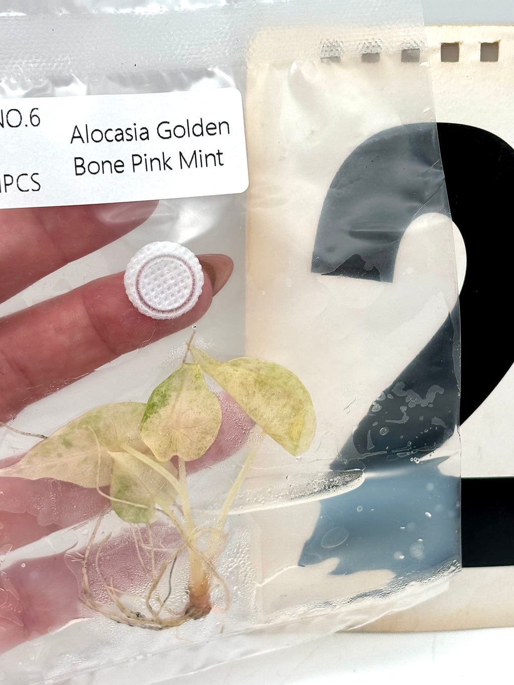 TC - Alocasia Golden Bone Pink Mint Variegata