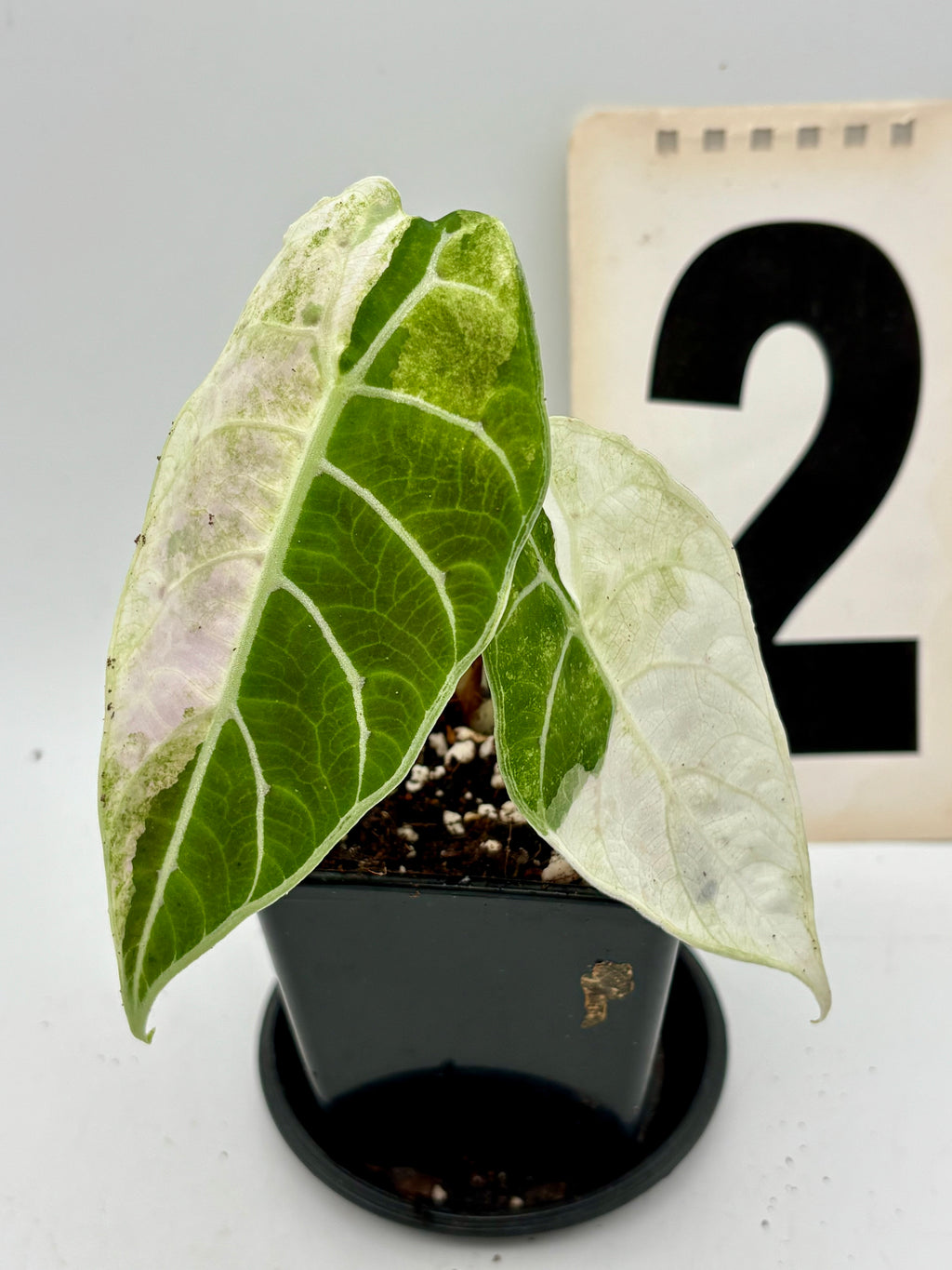 Alocasia Watsoniana Doff Variegata von Exotic-Flowers, grüne und weiße Variegation, große Blätter, tropische Zimmerpflanze