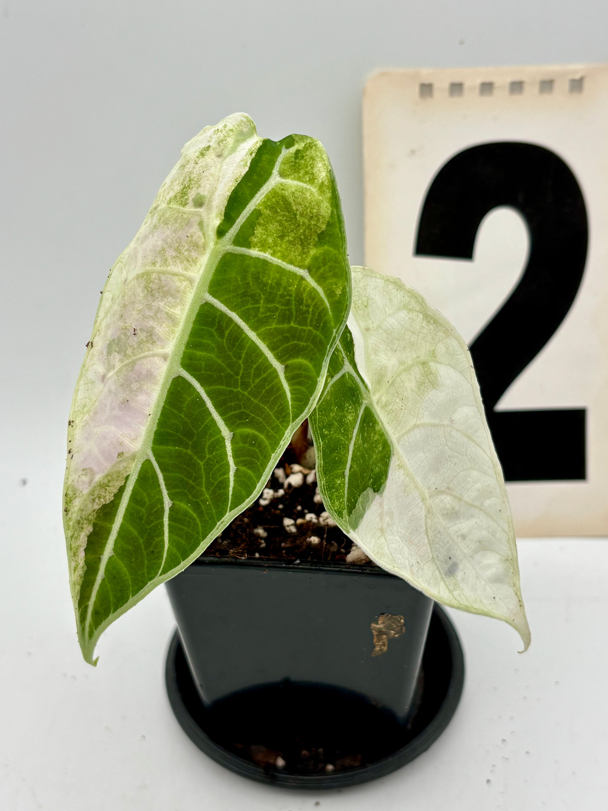 Alocasia Watsoniana Doff Variegata von Exotic-Flowers, grüne und weiße Variegation, große Blätter, tropische Zimmerpflanze