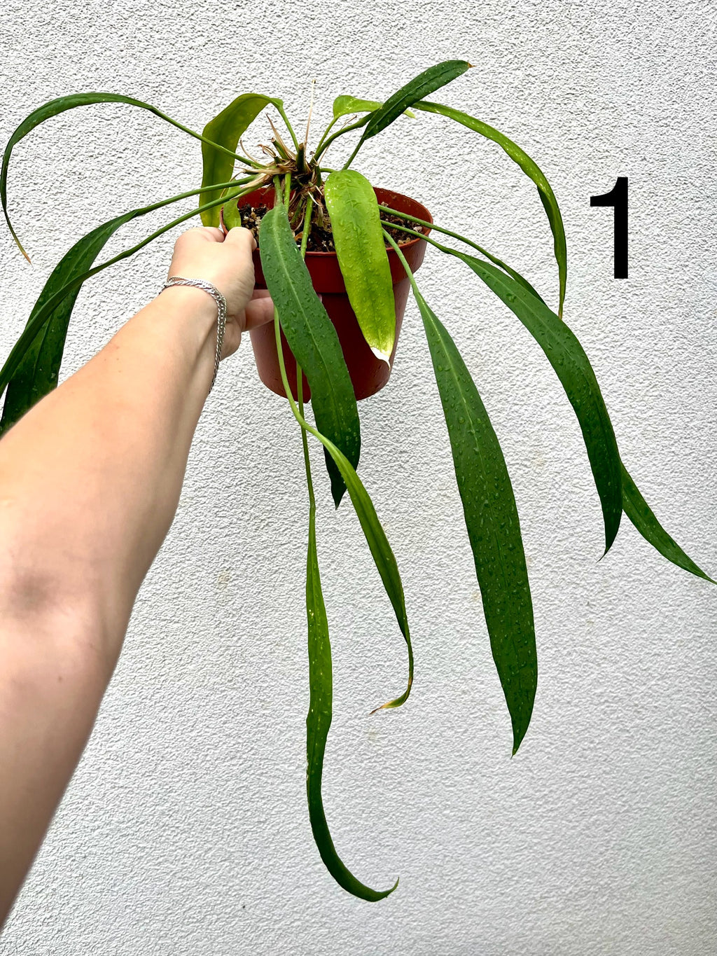 Anthurium Vittarifolium