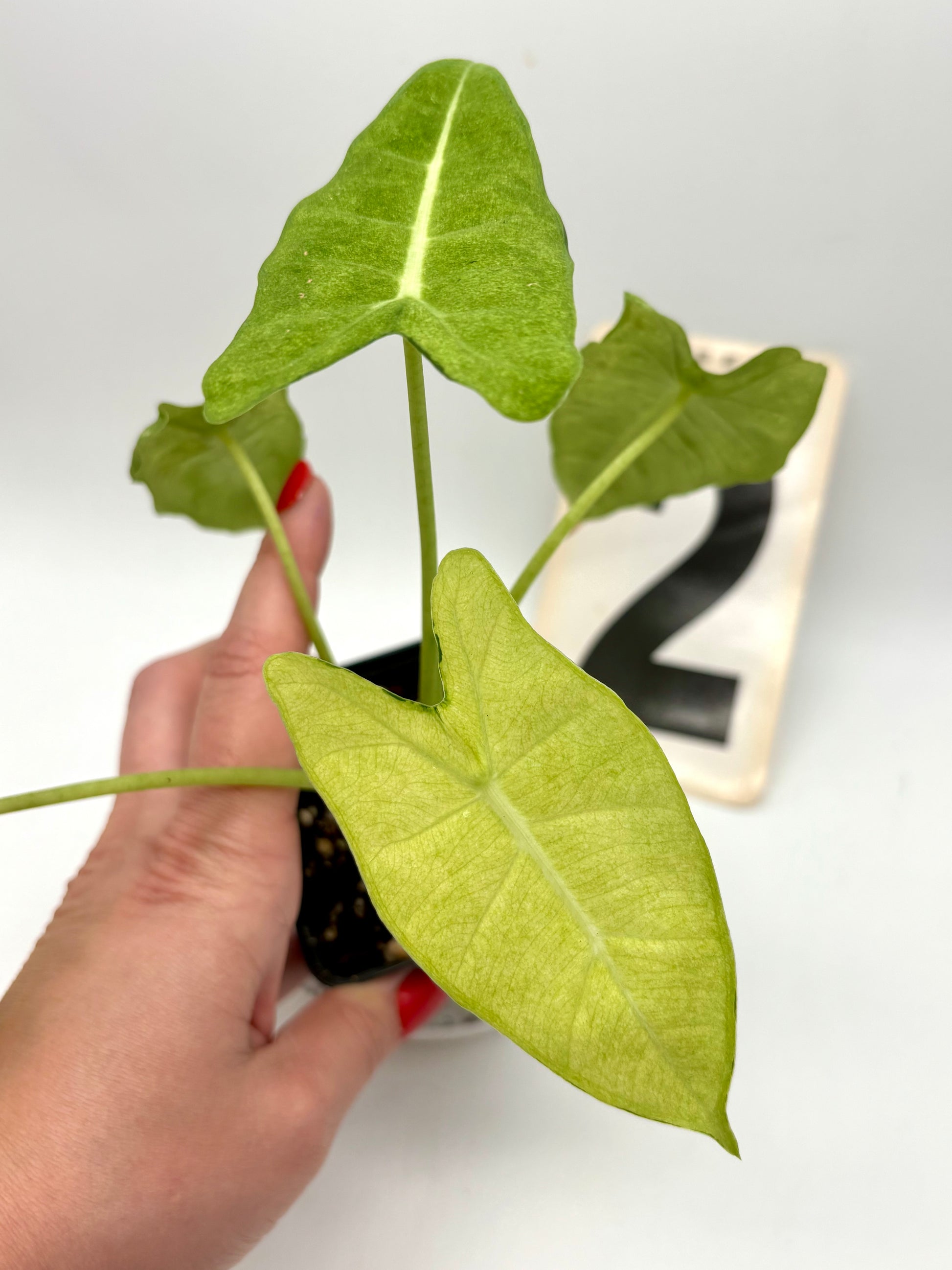 Alocasia Frydek Mint