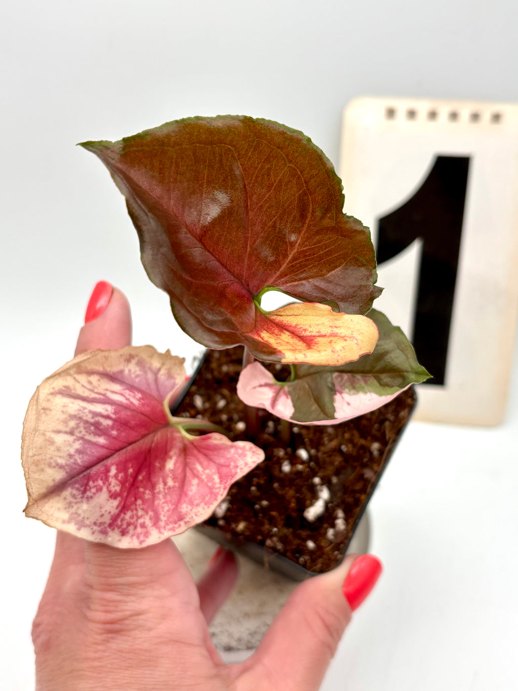 Syngonium Strawberry Ice Galaxy Pflanze mit grünen Blättern und rosa-weißen Muster, exotisch und dekorativ, von Exotic-Flowers