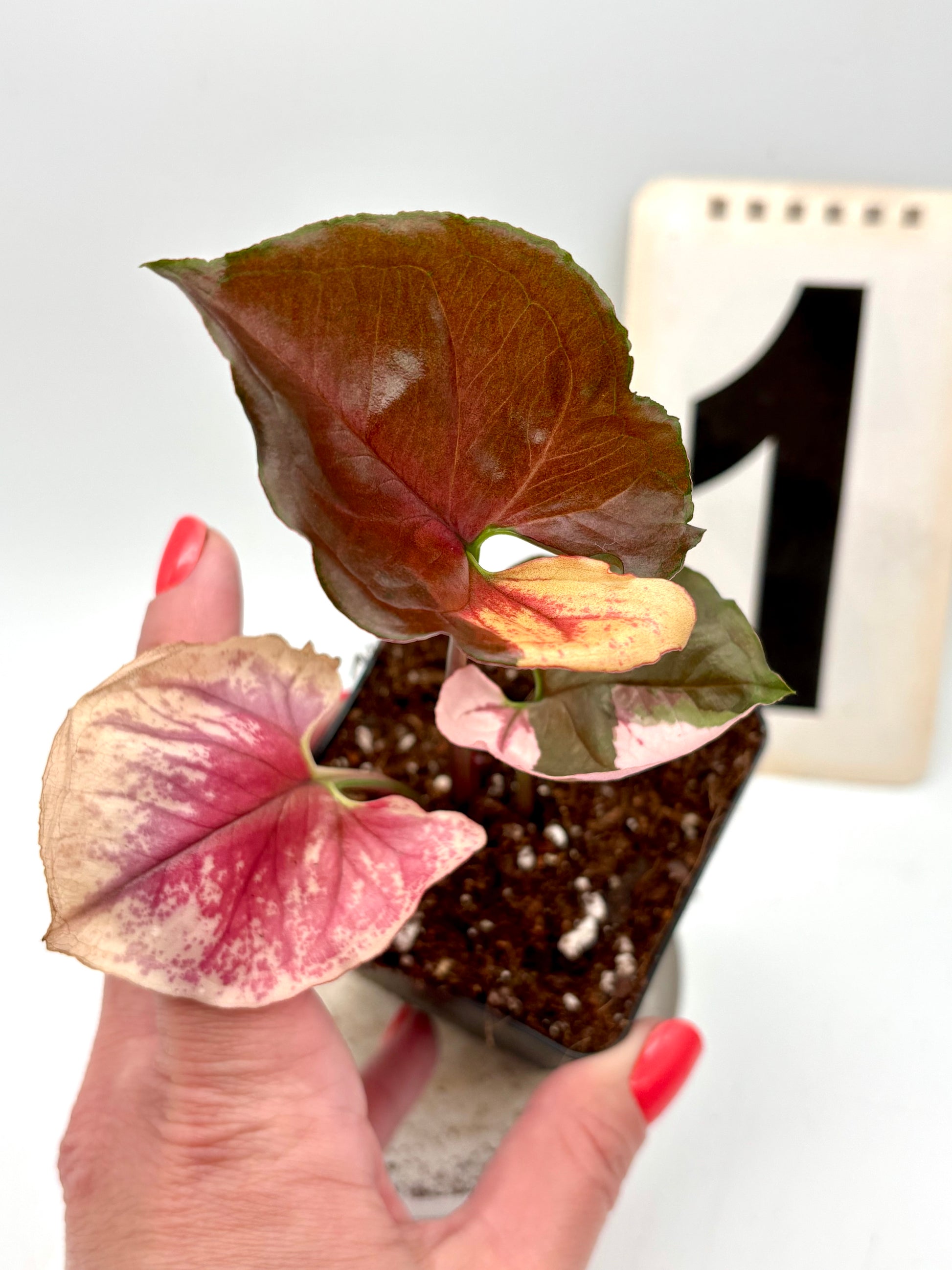 Syngonium Strawberry Ice Galaxy Pflanze mit grünen Blättern und rosa-weißen Muster, exotisch und dekorativ, von Exotic-Flowers