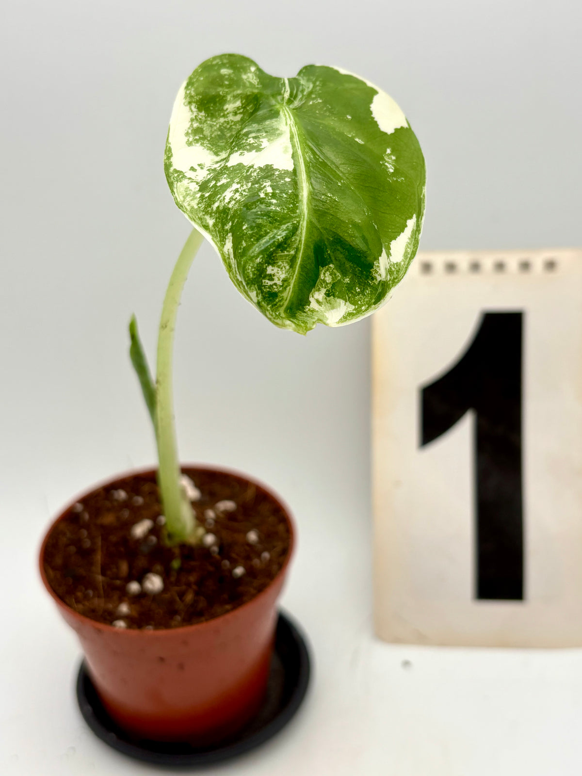 Alocasia Frydek Variegata von Exotic-Flowers, große grüne Pflanze mit weißen Variegationsmustern auf den Blättern