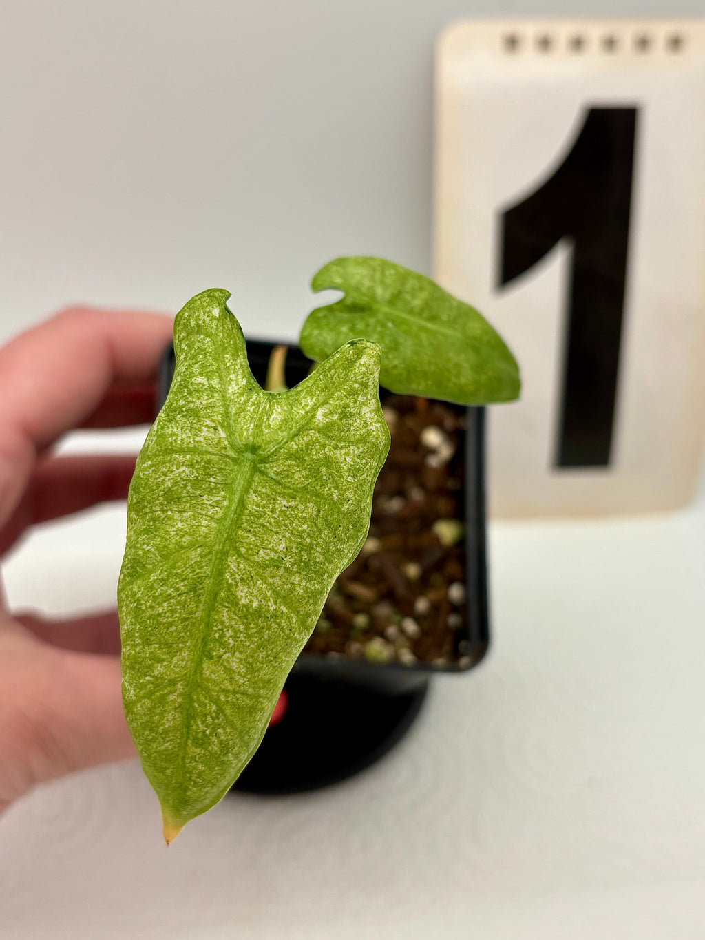 Alocasia Frydek Mint Pflanze von Exotic-Flowers mit grünen, gestreiften Blättern, im dekorativen Topf auf einem Tisch stehend