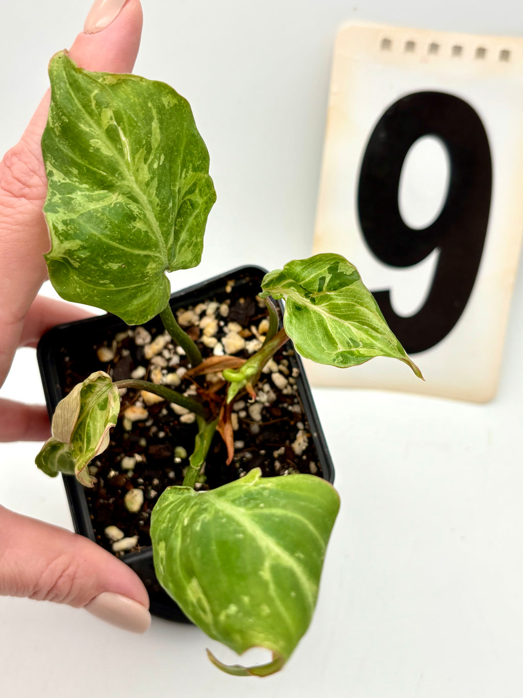 Philodendron Gloriosum Variegata / Snow Leopard - Jungpflanzen