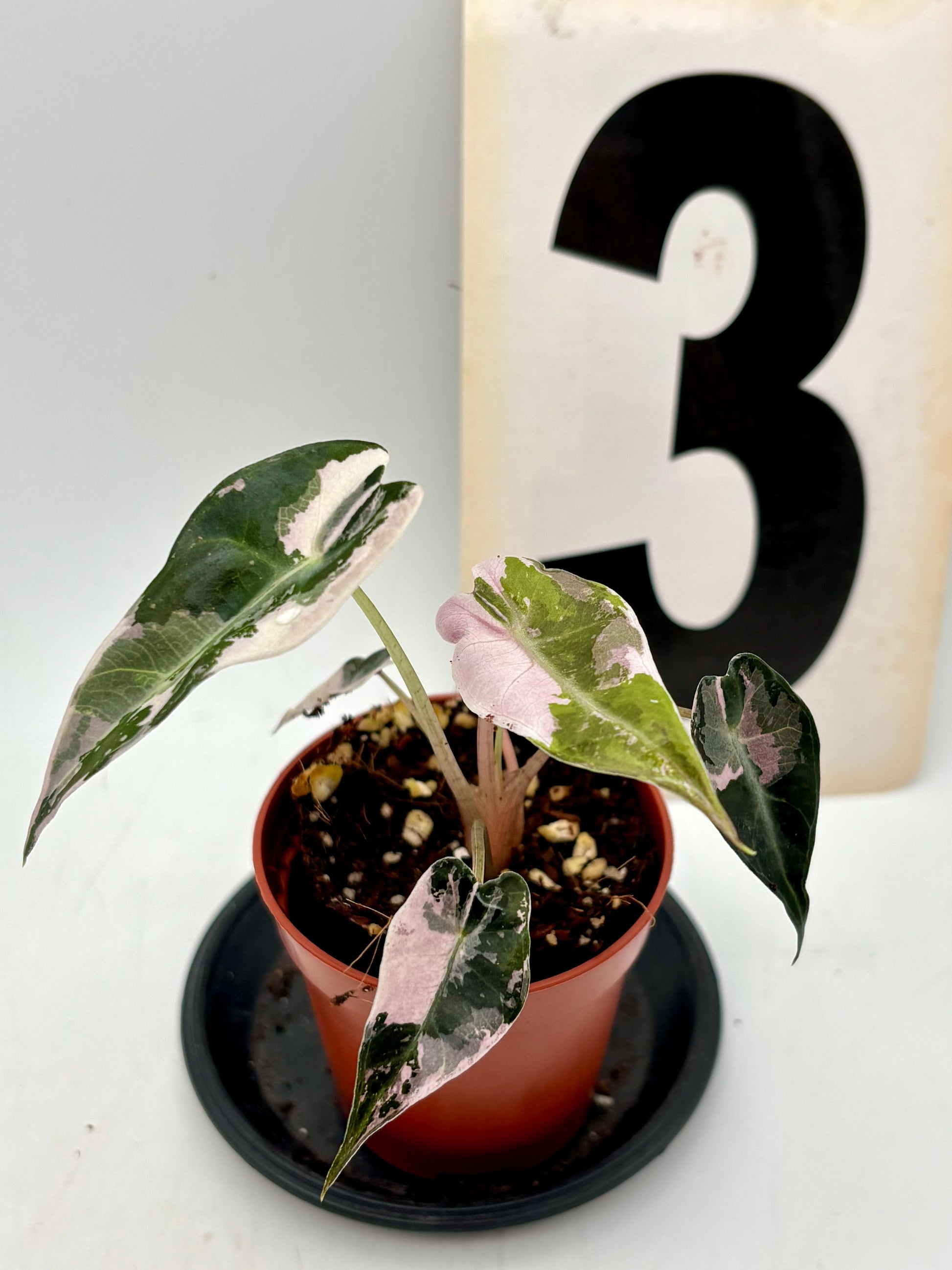 Alocasia Bambino Variegata