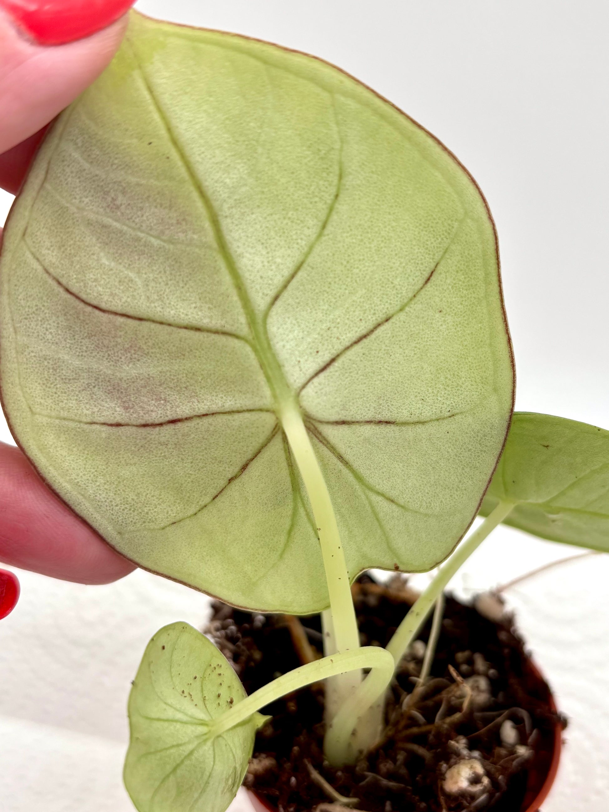 Alocasia Nebula Pflanze von Exotic-Flowers mit großen, bläulich-grünen Blättern und auffälliger Musterung.