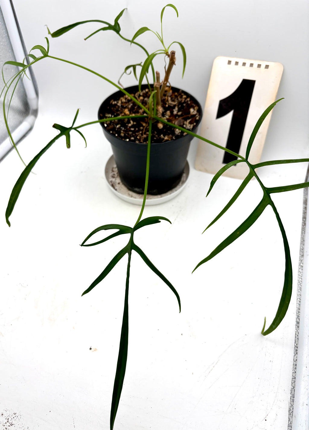 Grüner Philodendron Polypodioides mit zarten, hängenden Blättern, exotisch aussehende Zimmerpflanze von Exotic-Flowers