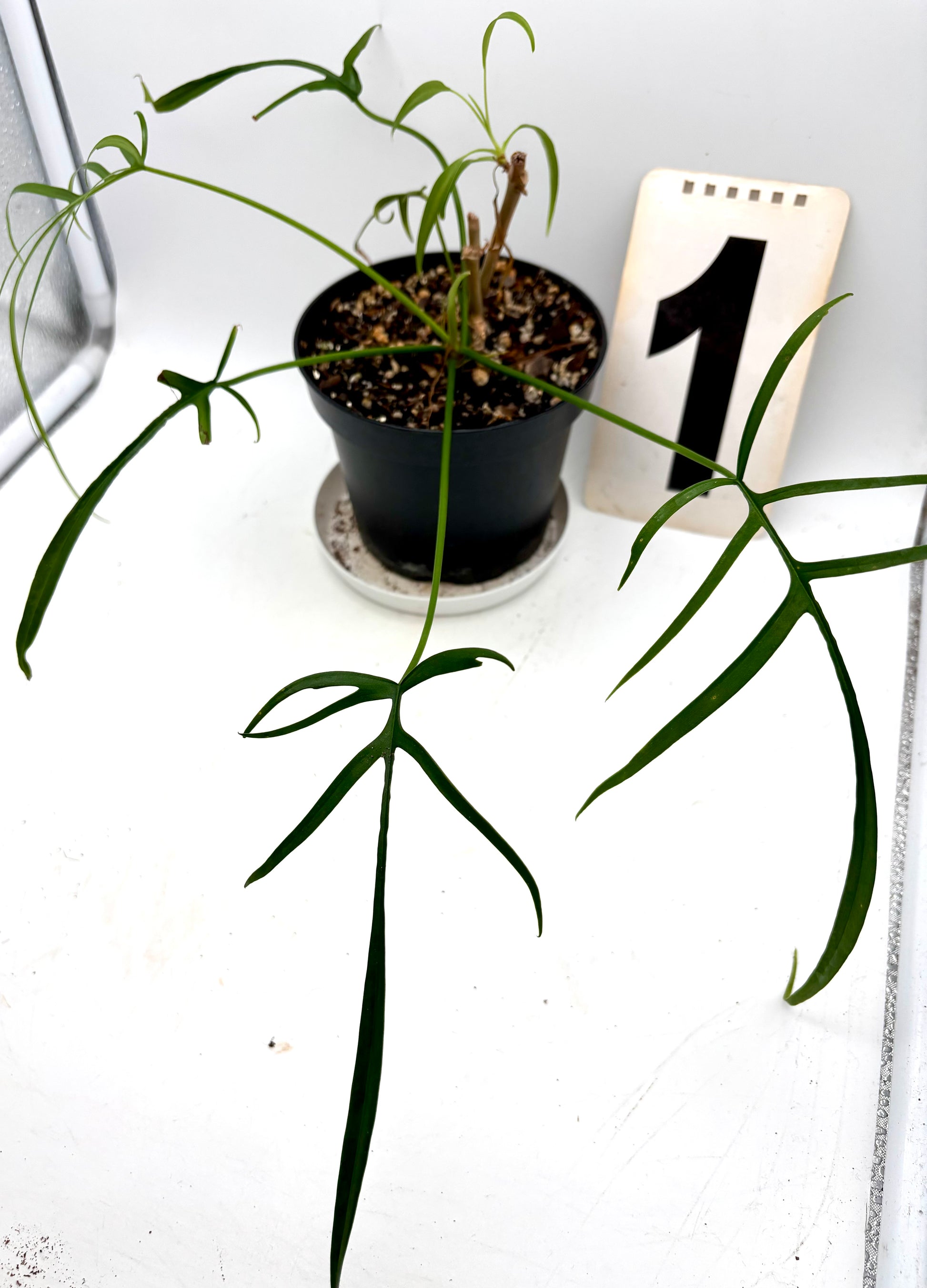 Grüner Philodendron Polypodioides mit zarten, hängenden Blättern, exotisch aussehende Zimmerpflanze von Exotic-Flowers