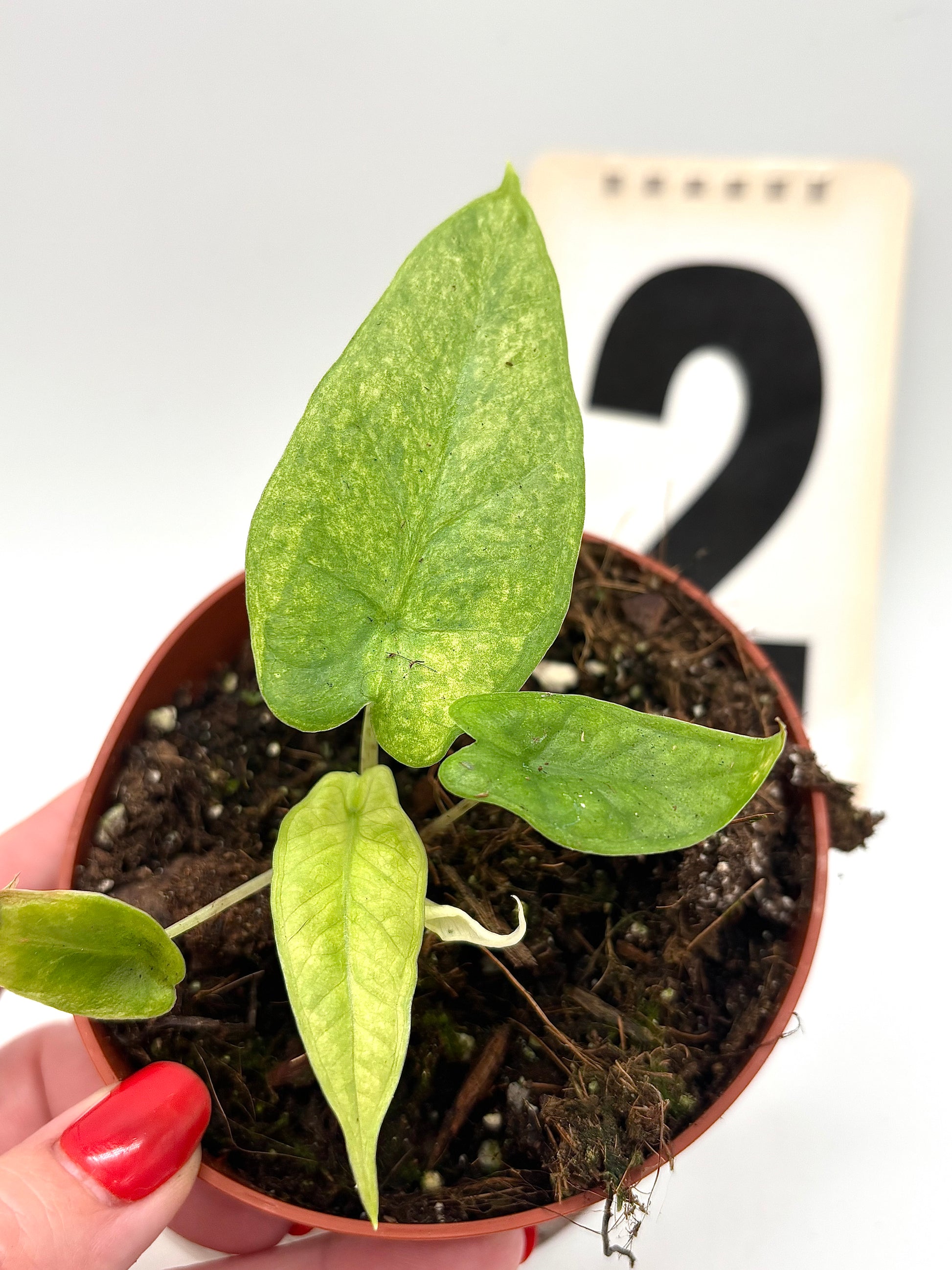 Alocasia Carpet sp Sulawesi Variegata