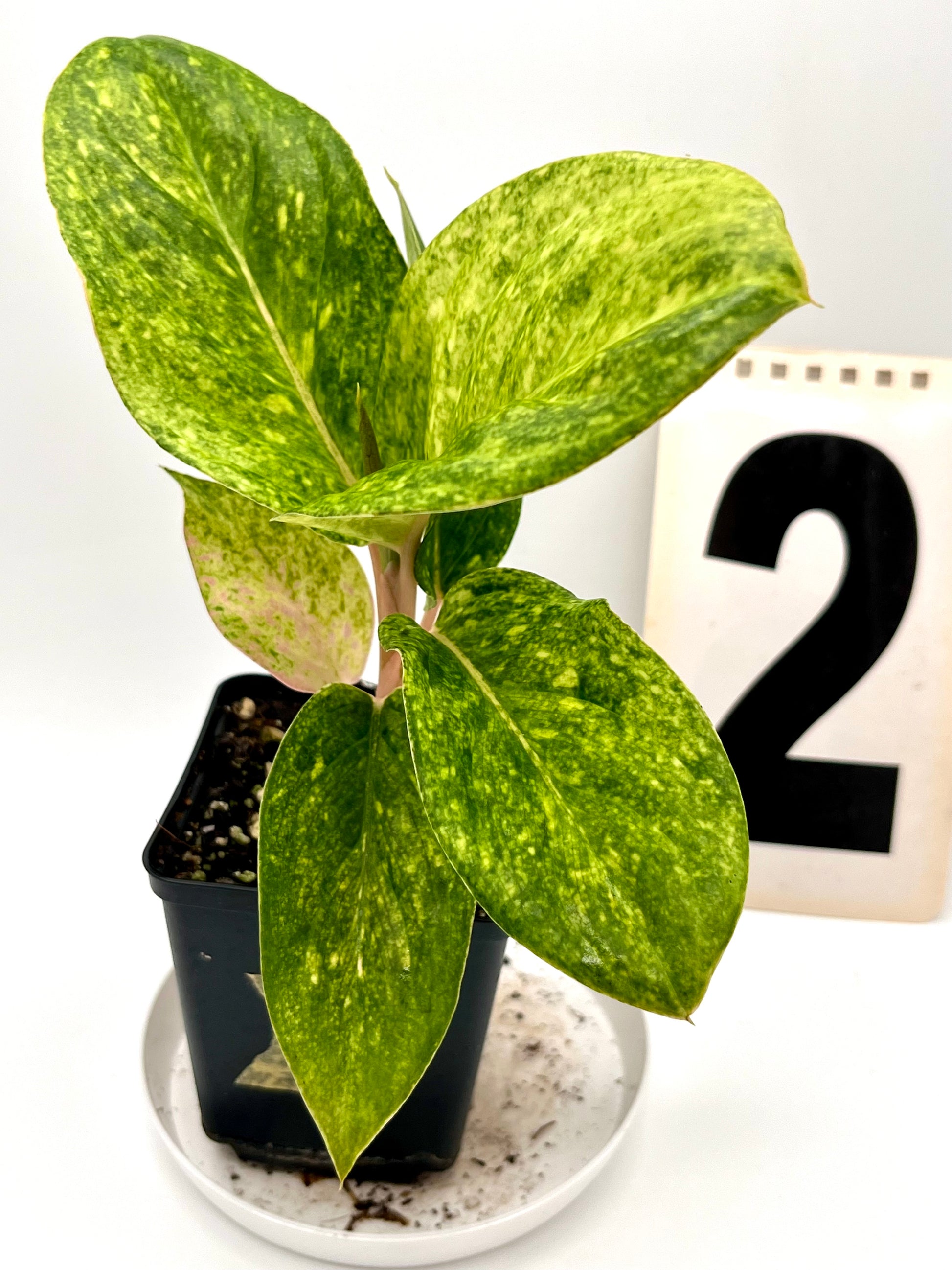 aglaonema emerald star Aglaonema Pink Emerald – Exotic-Flowers