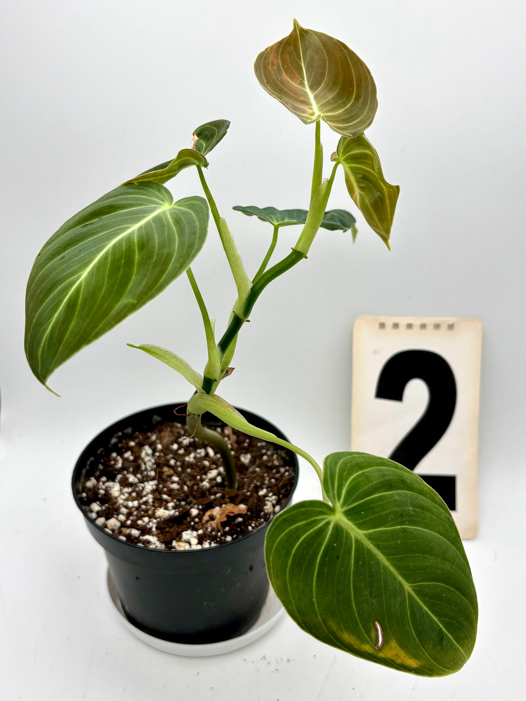 Philodendron Melanochrysum - Exotic-Flowers