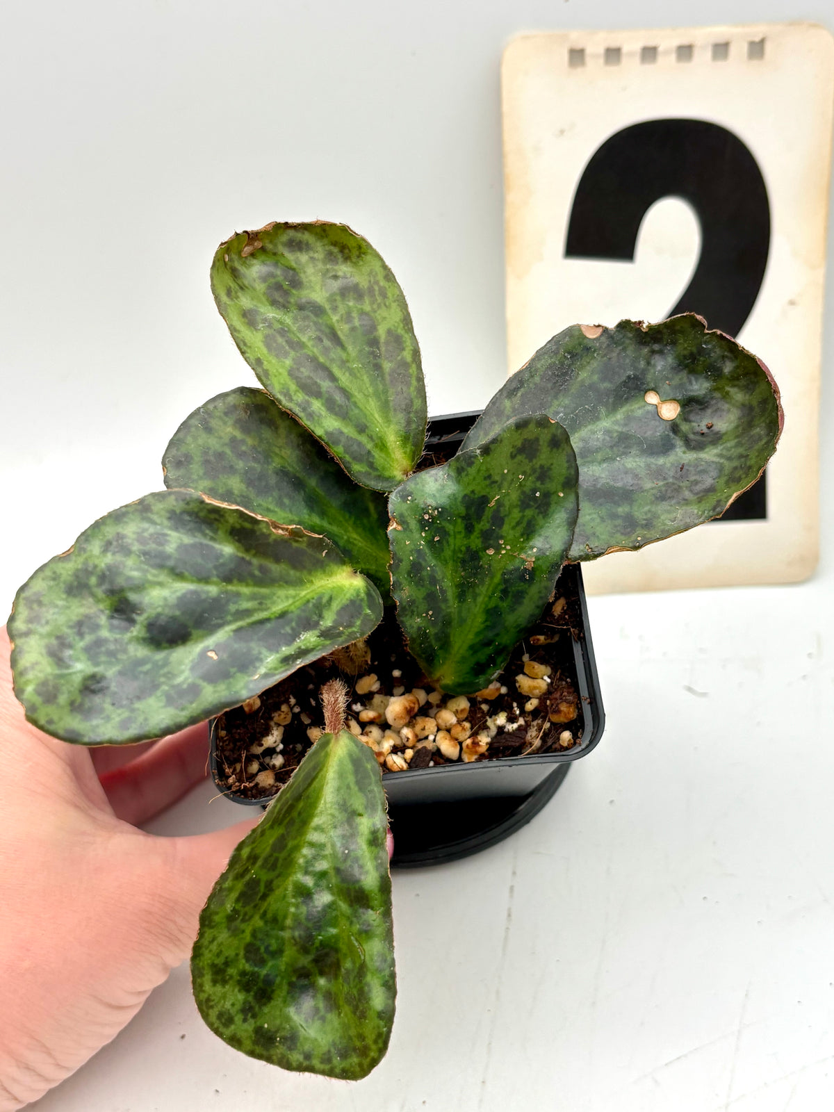 Hochwertiges Bild einer Begonia blancii Mottled von Exotic-Flowers, mit grünen und weißen gemusterten Blättern.