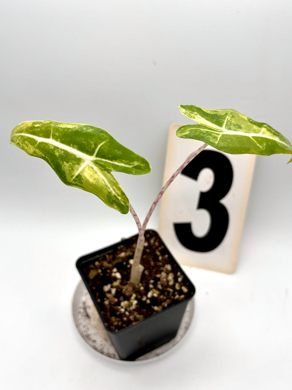 Alocasia Sarian Aurea Variegata
