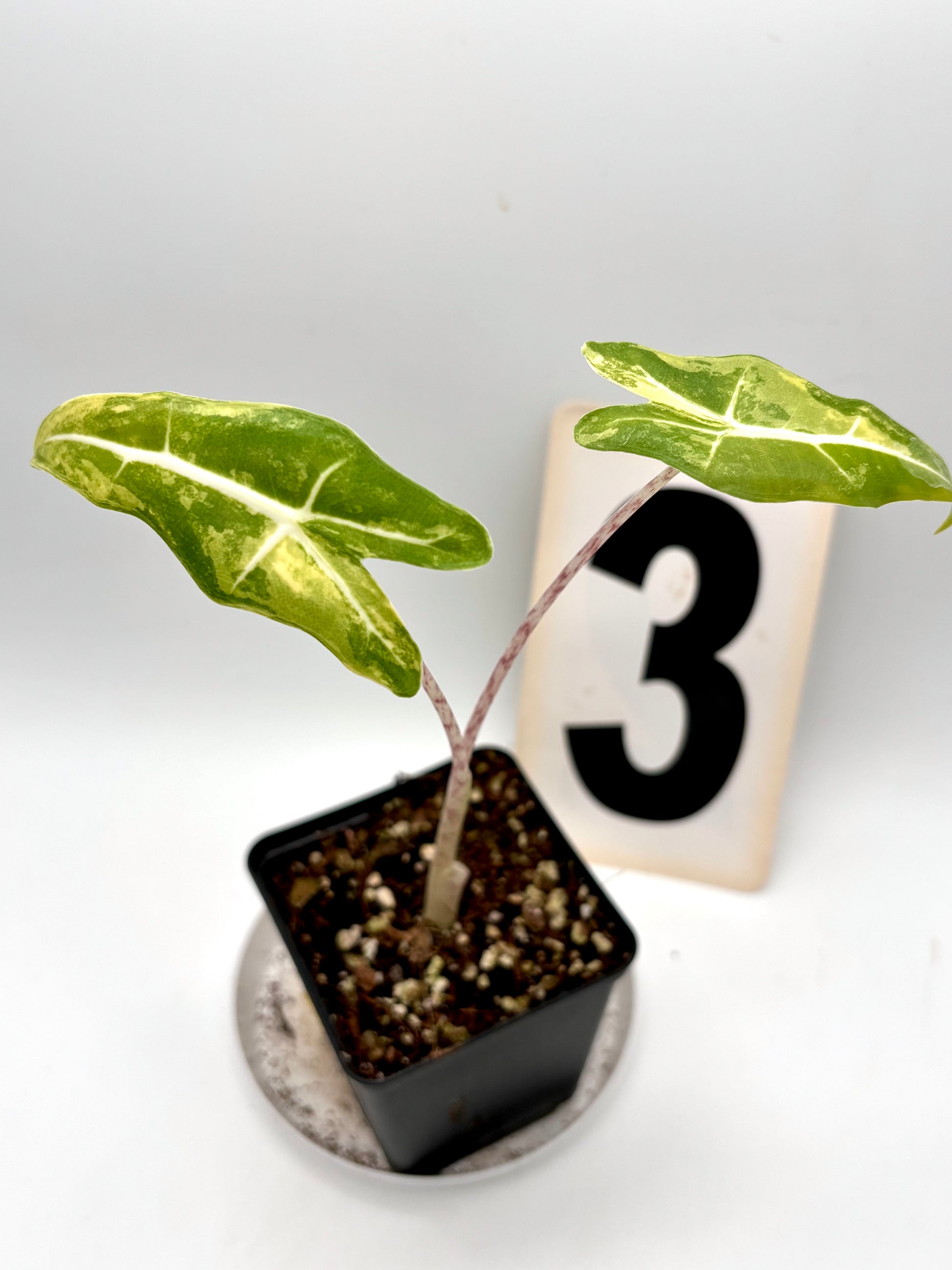 Alocasia Sarian Aurea Variegata