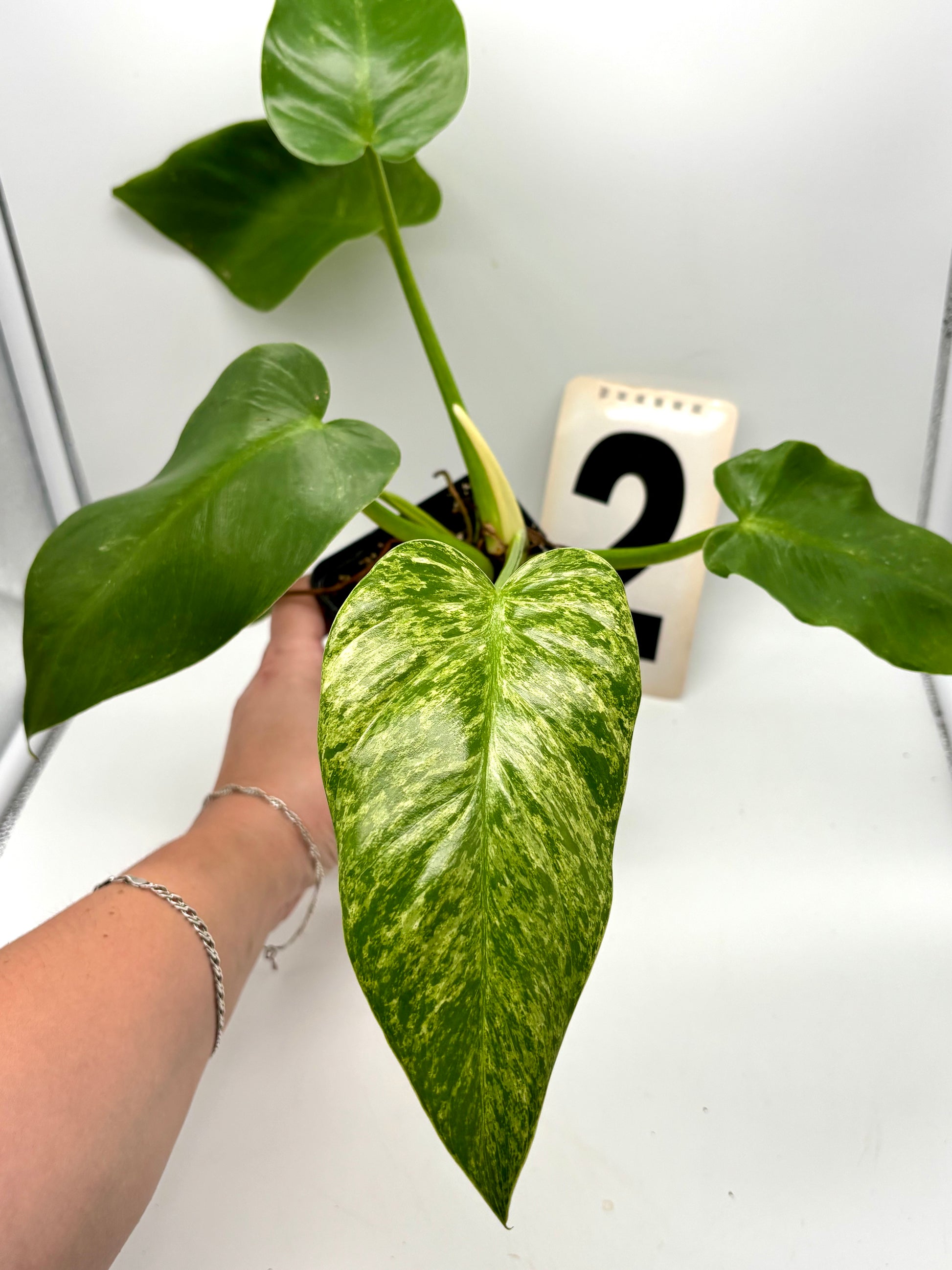 Philodendron Giganteum Variegata