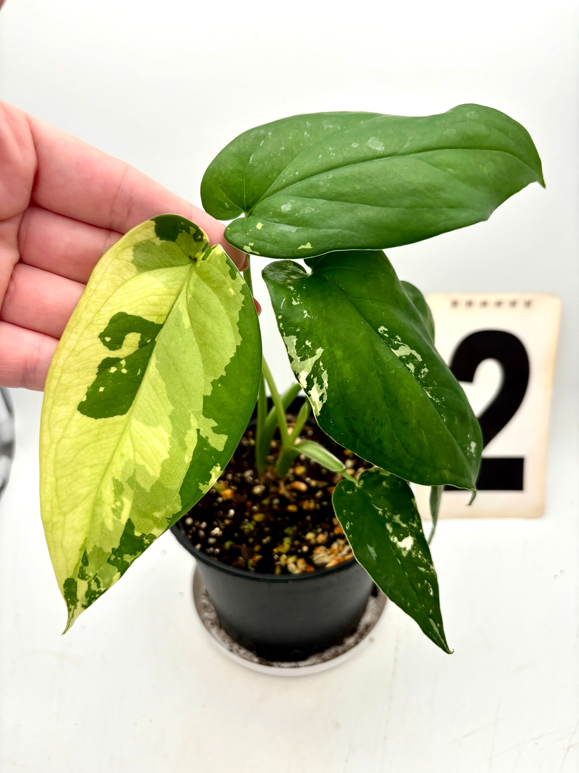 Syngonium Chiapense Variegata