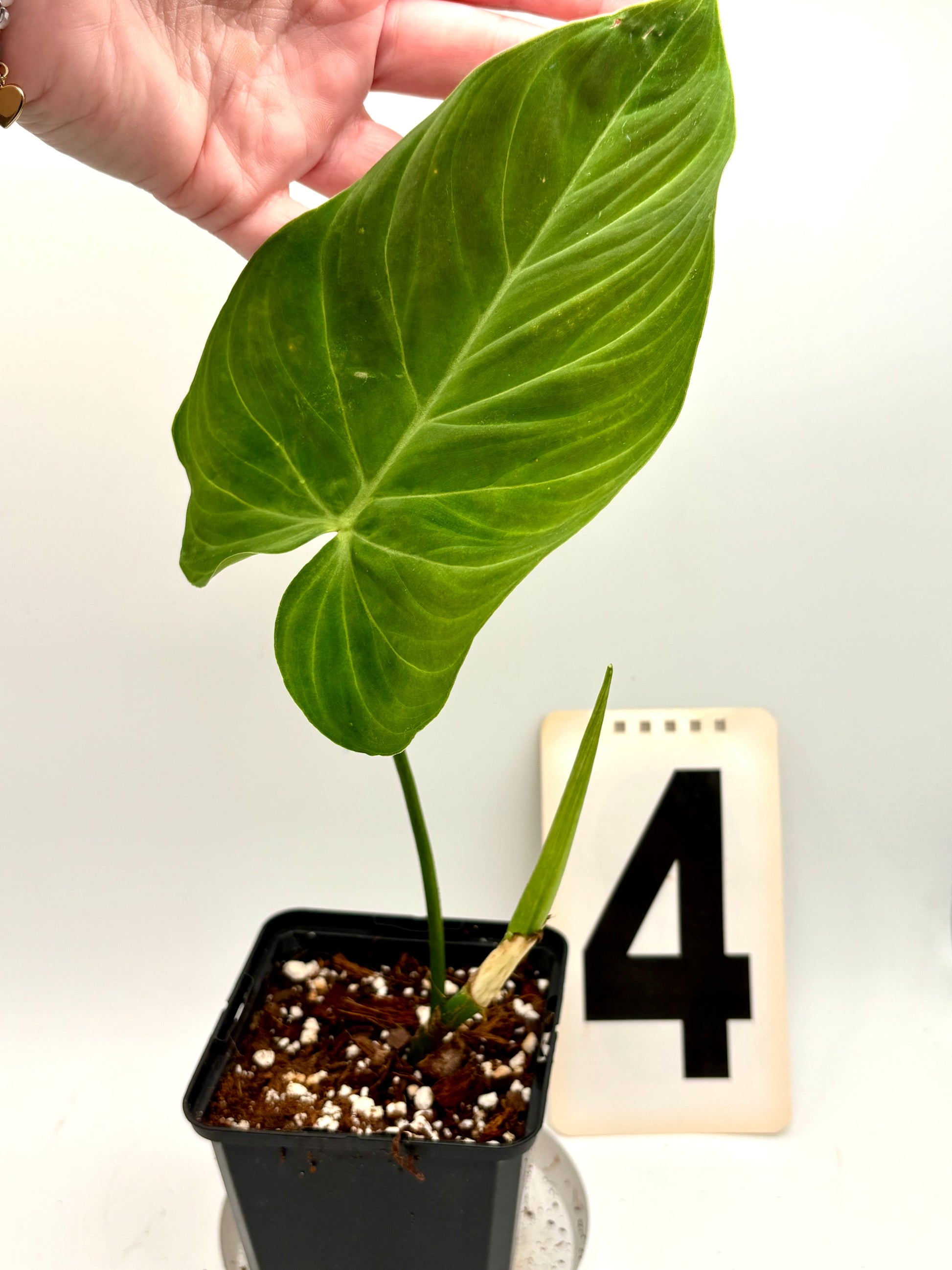 Exotischer Philodendron Splendid mit großen, glänzenden grünen Blättern, im Topf auf einem Tisch sichtbar.