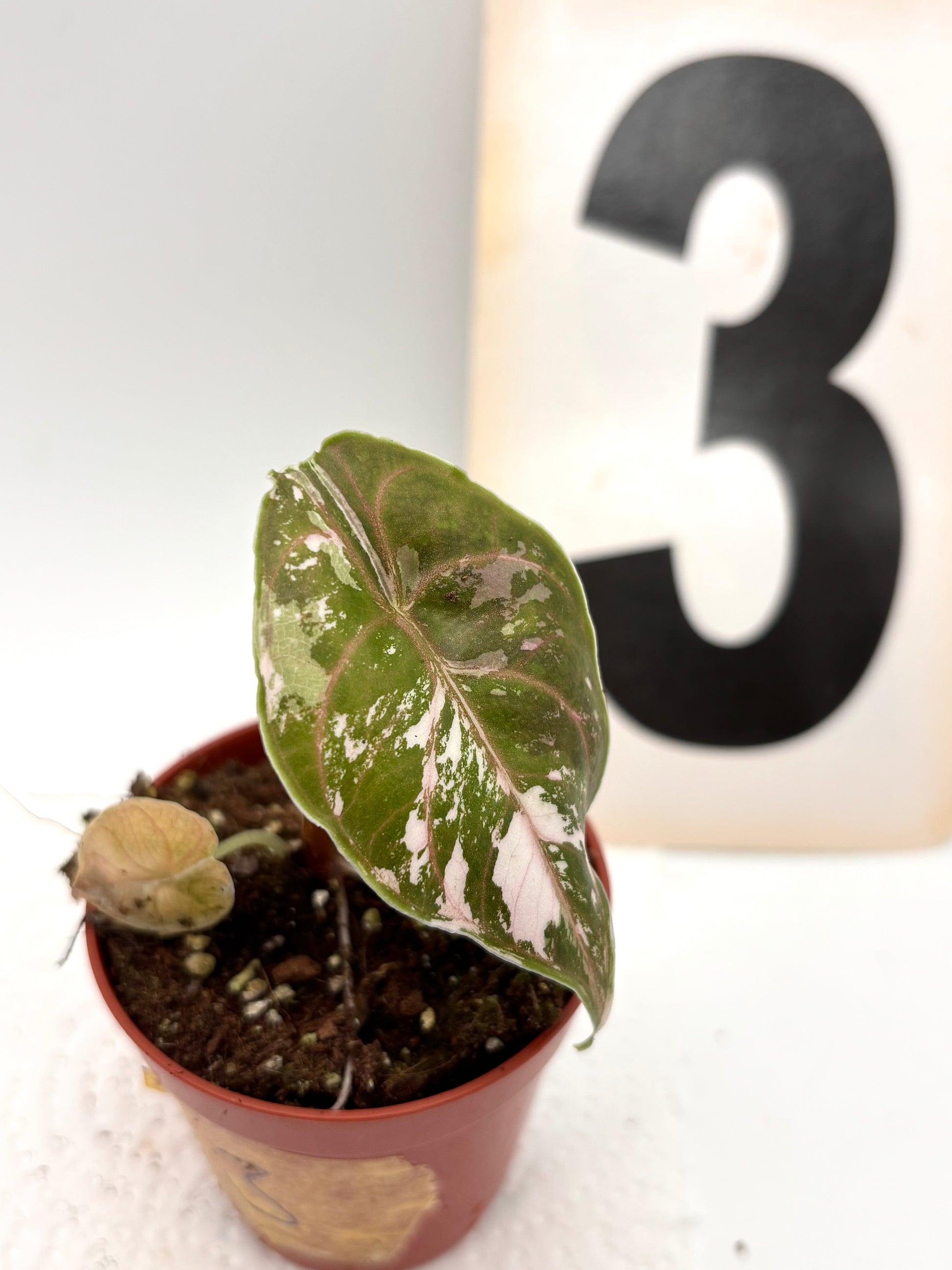 Alocasia Azlanii Variegata - Exotic-Flowers