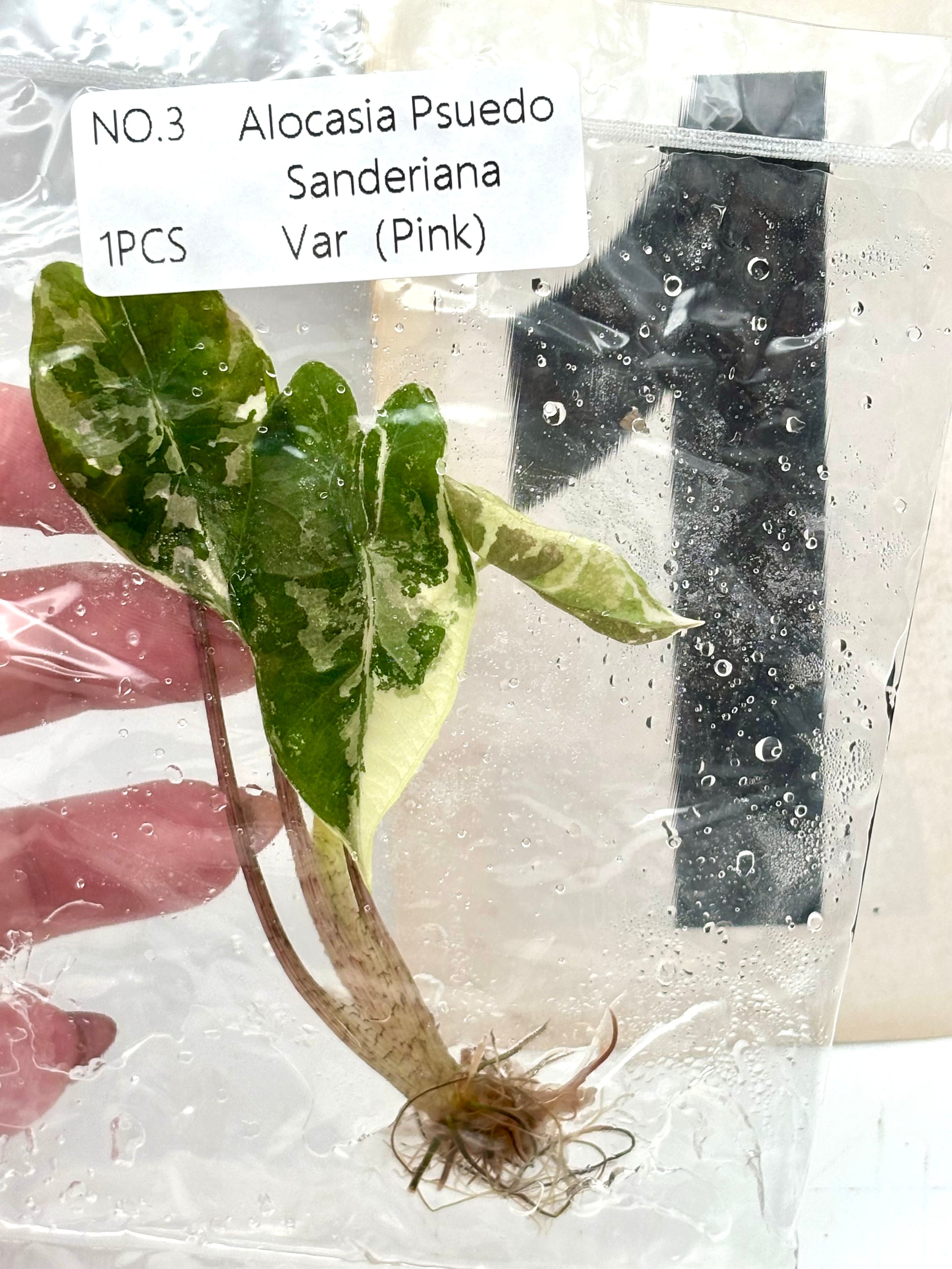 TC - Alocasia Pseudo Sanderiana Pink Variegata