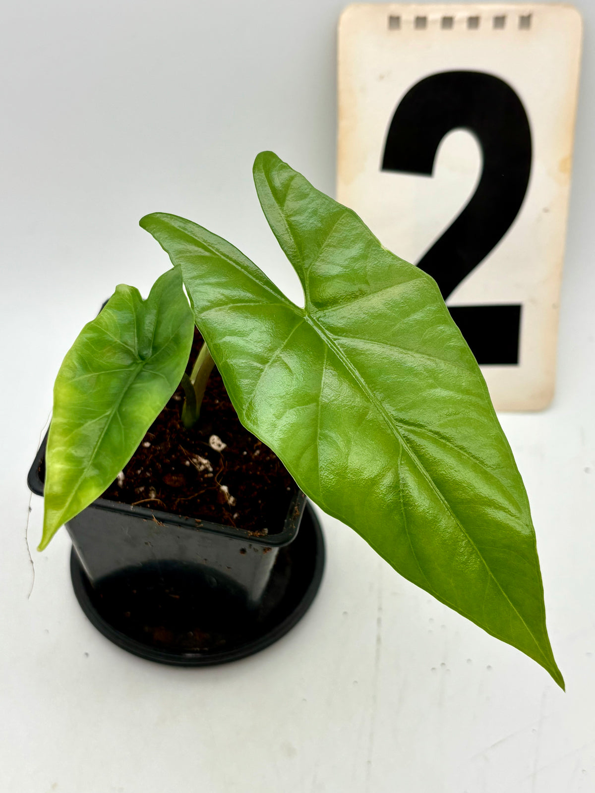 Große Alocasia Simpo Pflanze mit grünen, herzförmigen Blättern, im Topf, von Exotic-Flowers.