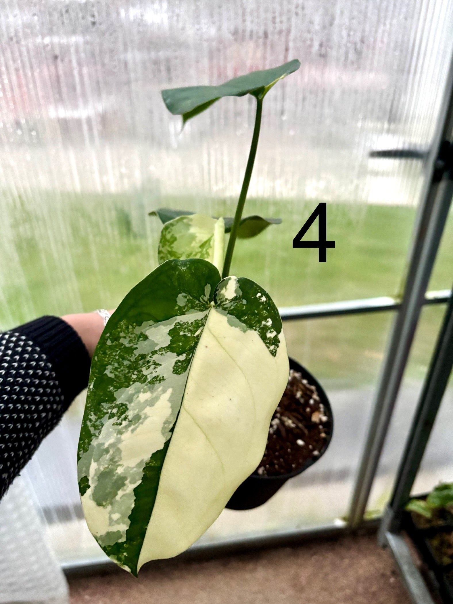 Syngonium Chiapense Variegata