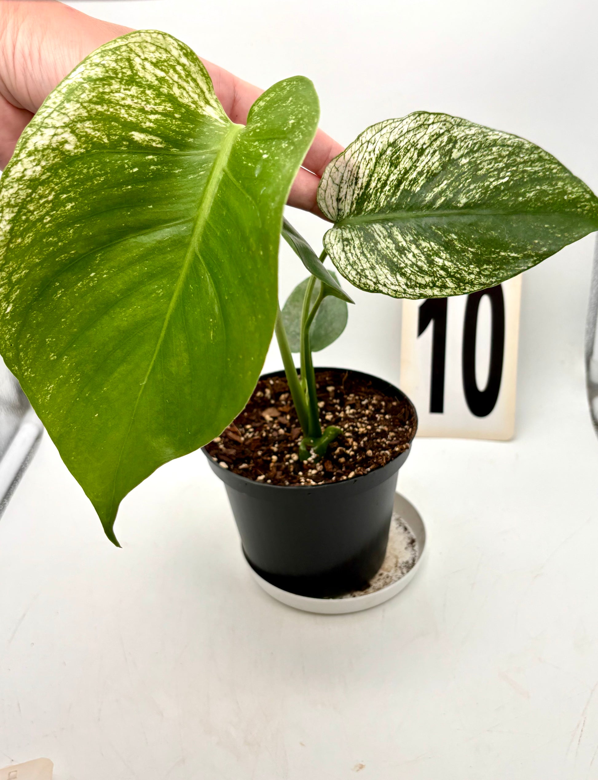 Exotische Monstera Devil Monster Pflanze mit großen, grünen Blättern, von Exotic-Flowers, in einem natürlichen Ambiente.