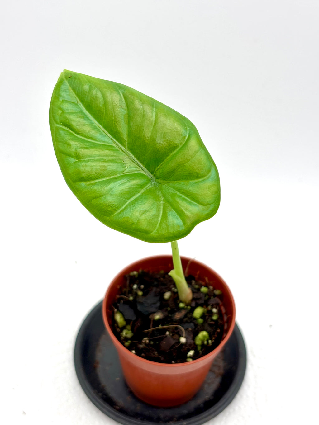 Große Alocasia Puncak Borneensis Pflanze von Exotic-Flowers mit grünen, herzförmigen Blättern und auffälligen Blattadern