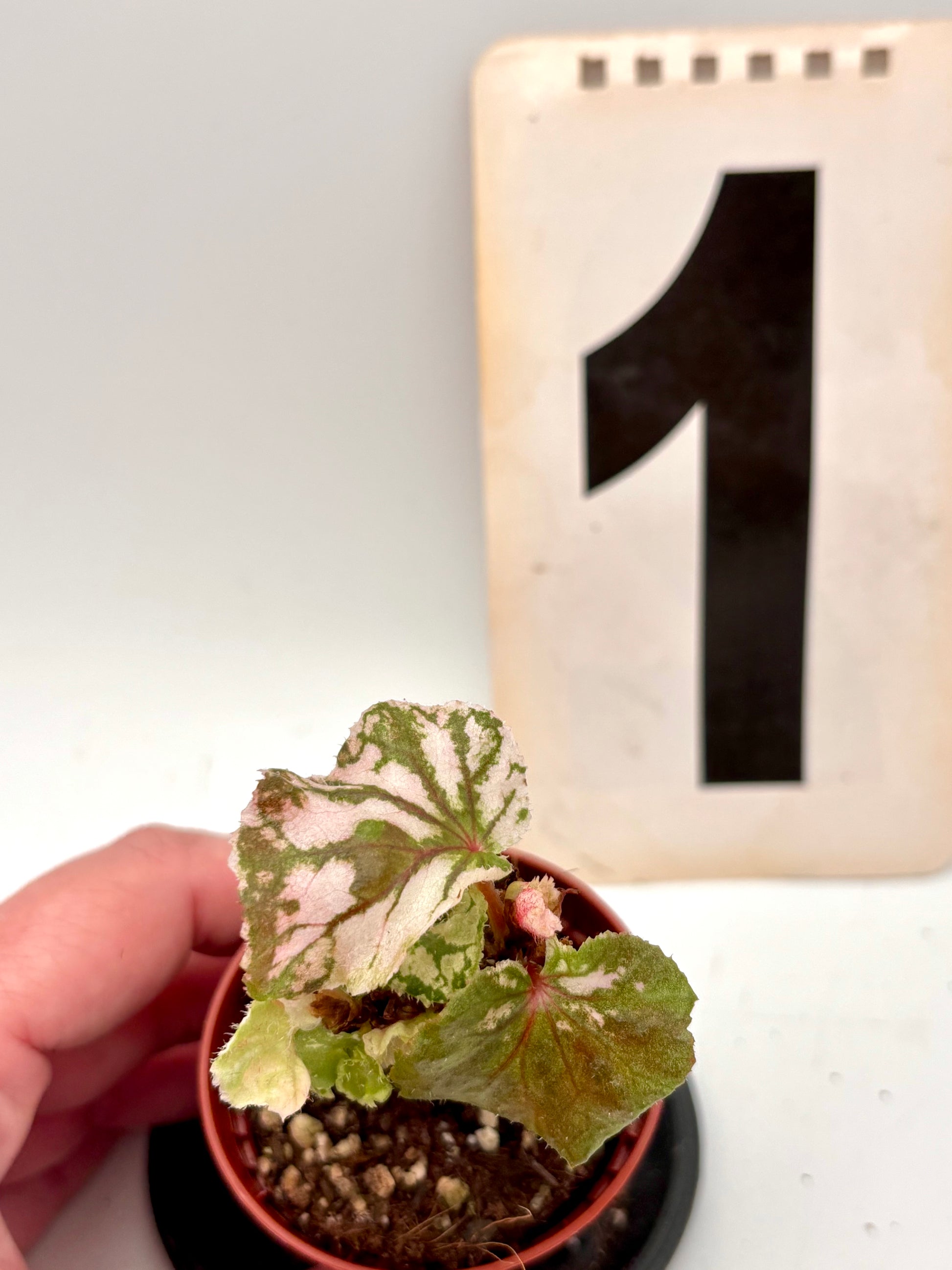 Begonia Midnight Sun