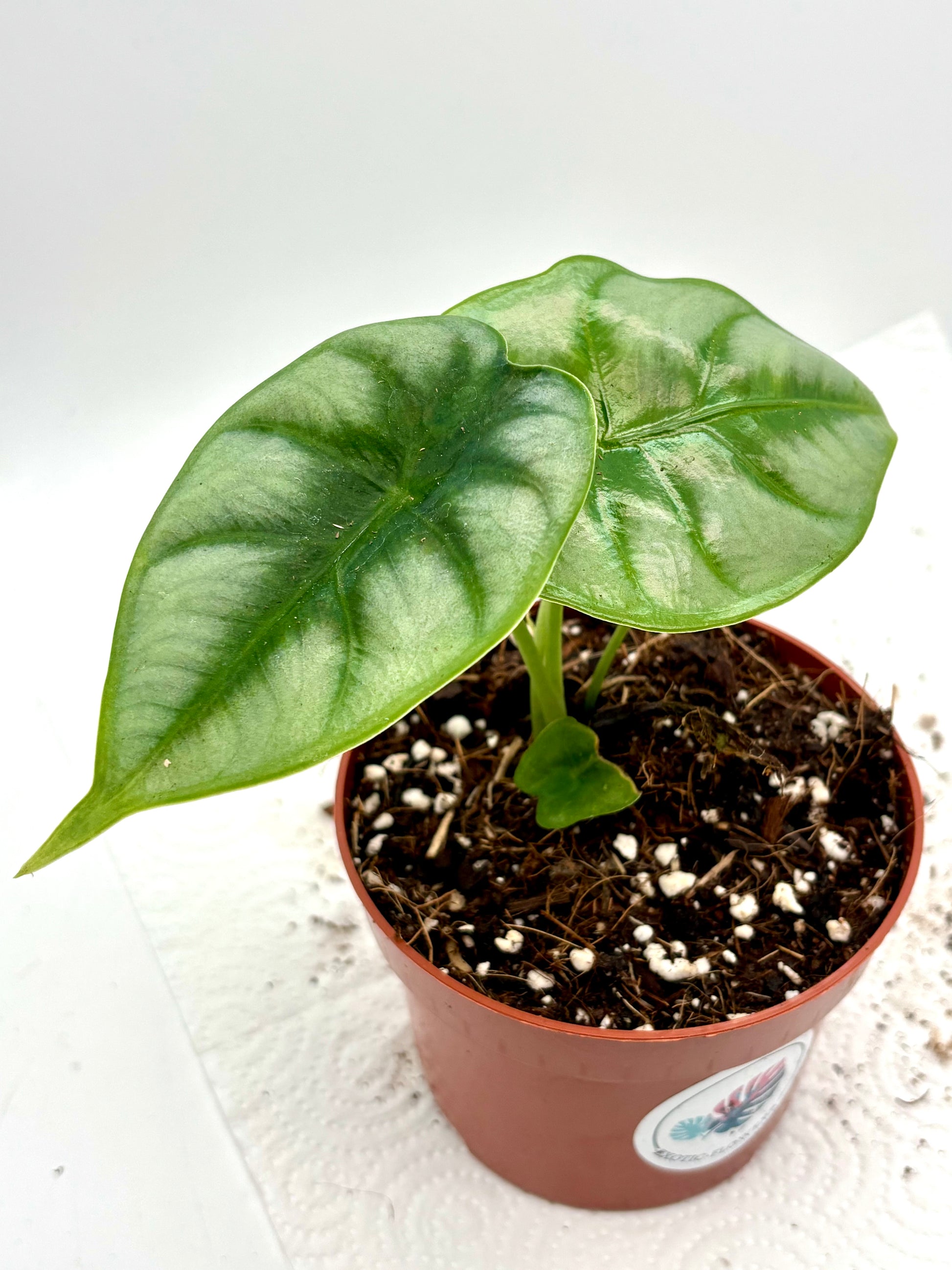 Alocasia Reversa Pflanze von Exotic-Flowers mit großen grün-weißen Blättern, Nahaufnahme der Blätter und Stängel.