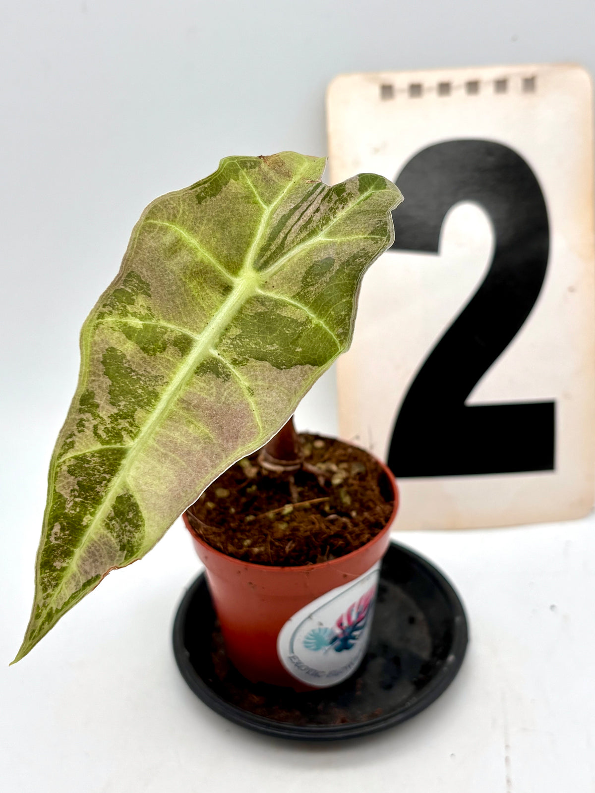 Alocasia Polly Variegata ‚Snowflake‘