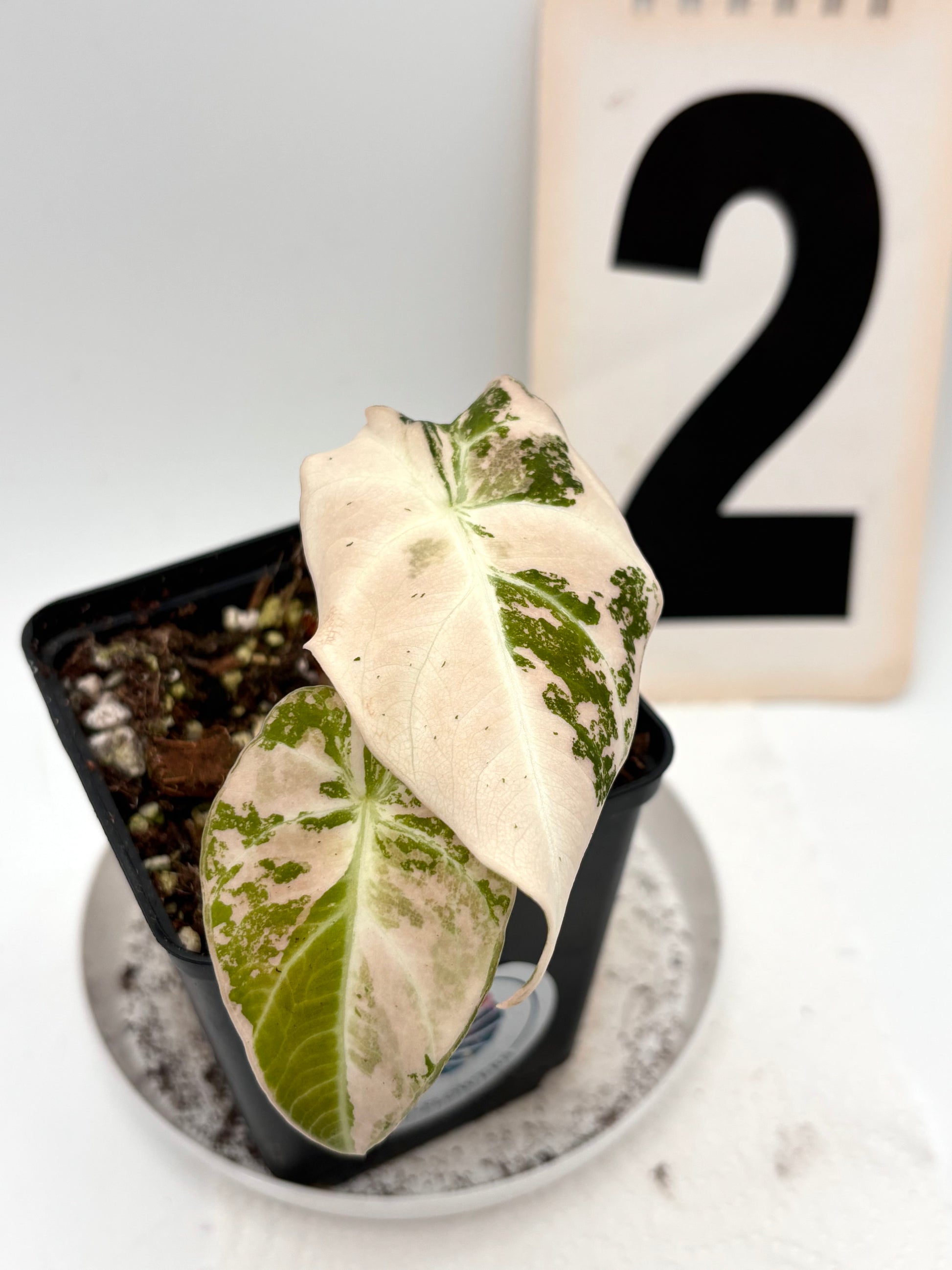 Alocasia Black Velvet Variegata