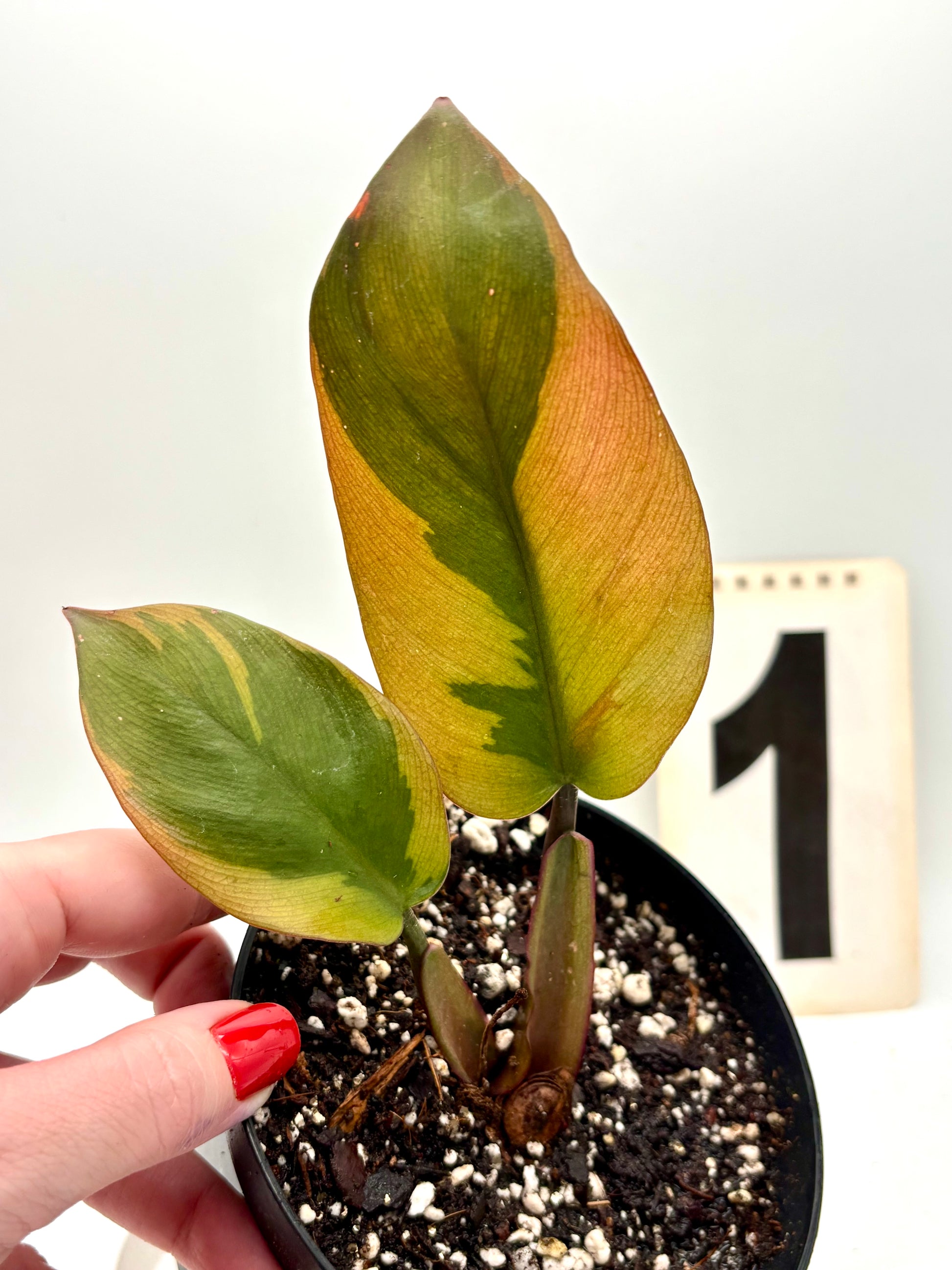 Philodendron Black Cardinal Variegata
