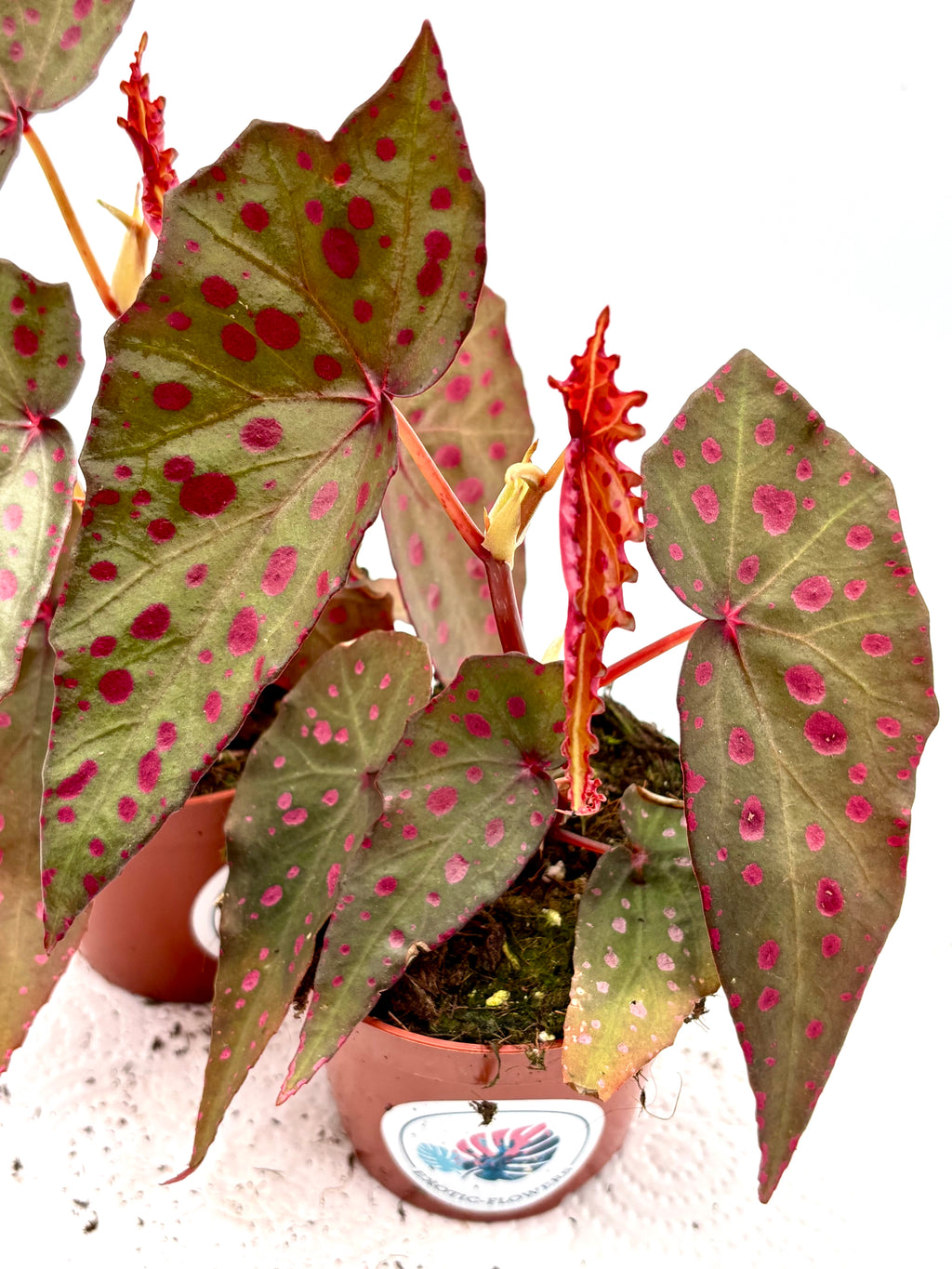 Begonie Amphioxus x Malachostict von Exotic-Flowers mit grünen und bunten Blättern, detailreiche Pflanze in Nahaufnahme