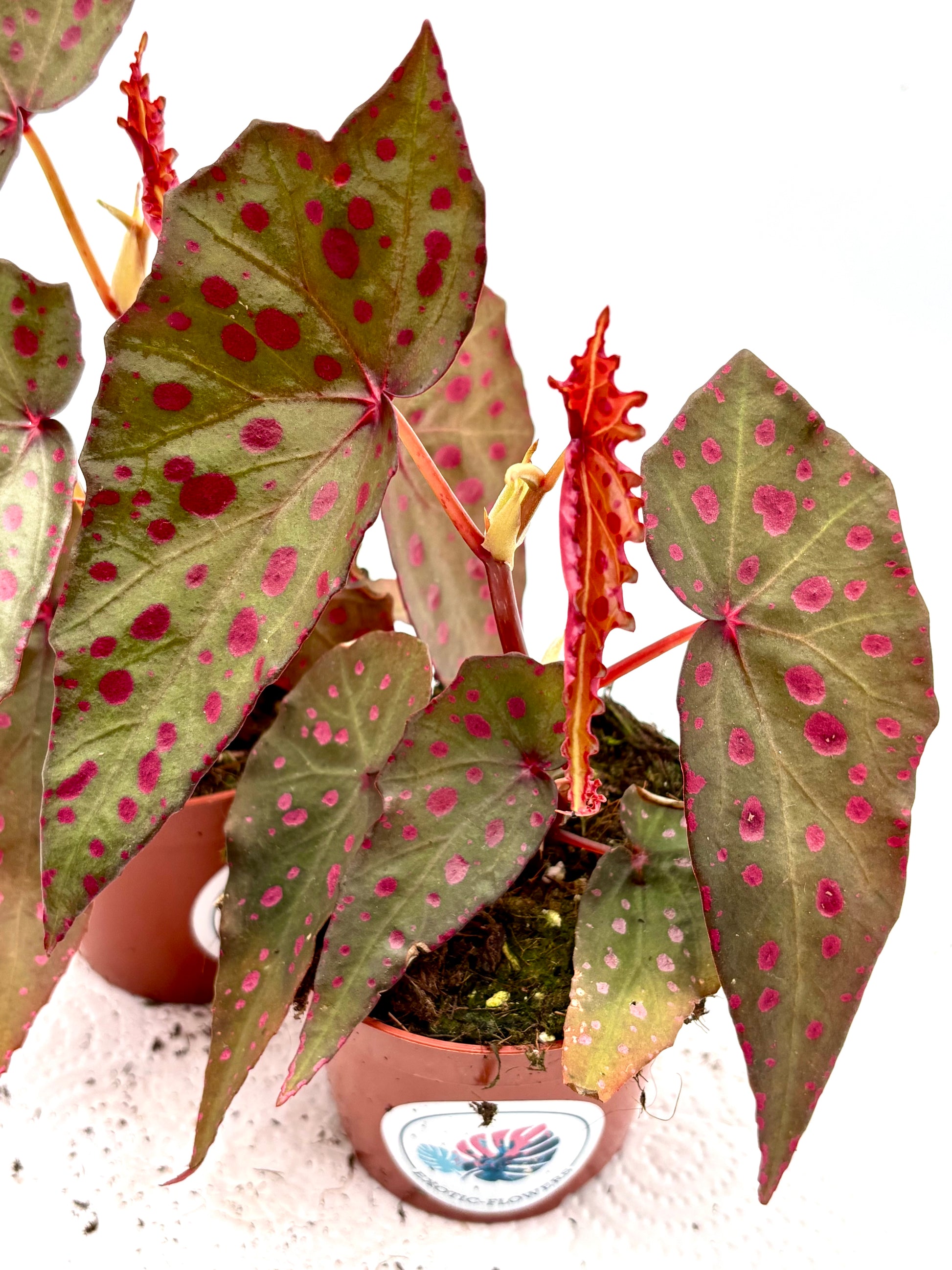Begonie Amphioxus x Malachostict von Exotic-Flowers mit grünen und bunten Blättern, detailreiche Pflanze in Nahaufnahme