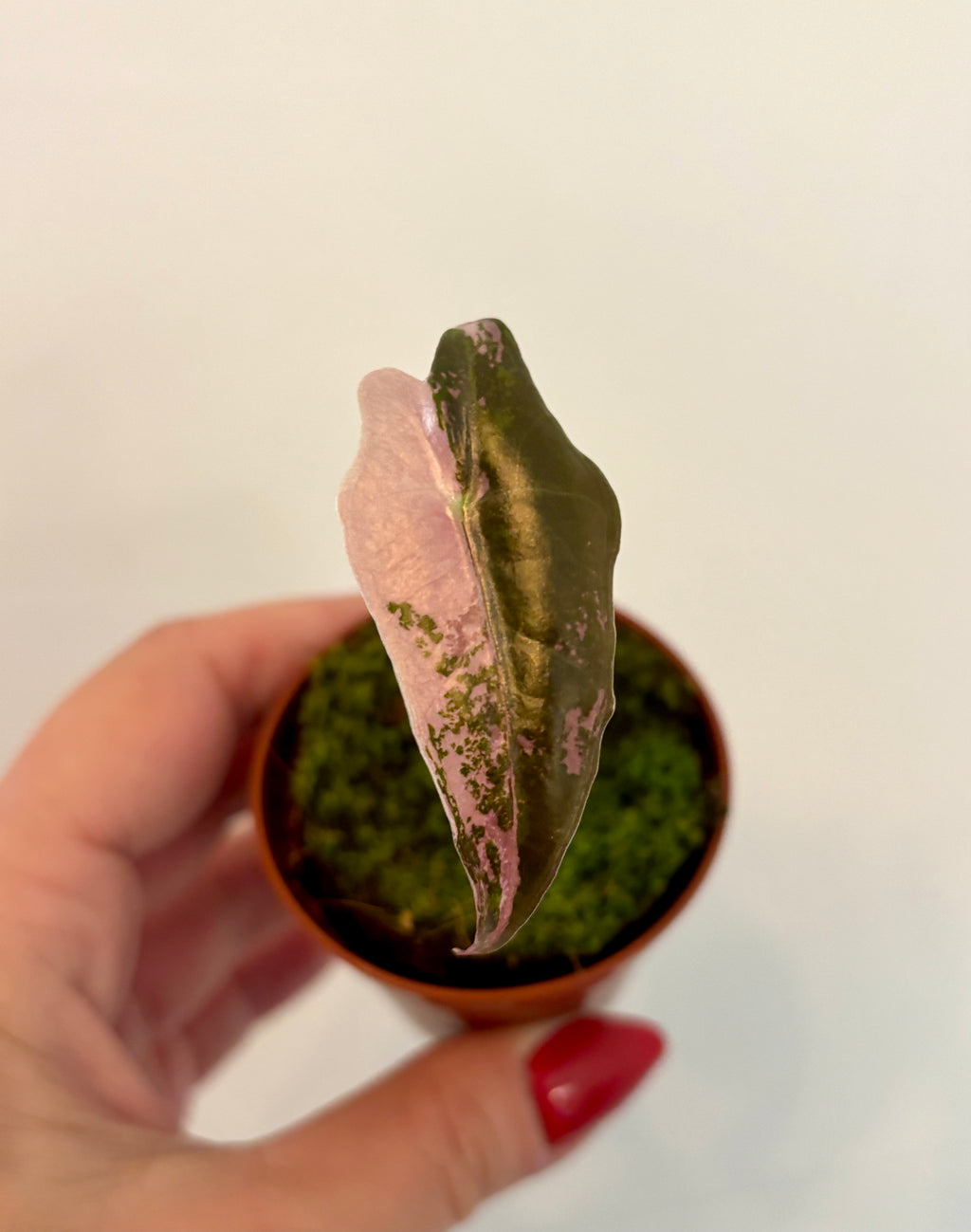 Alocasia Nobilis Variegata