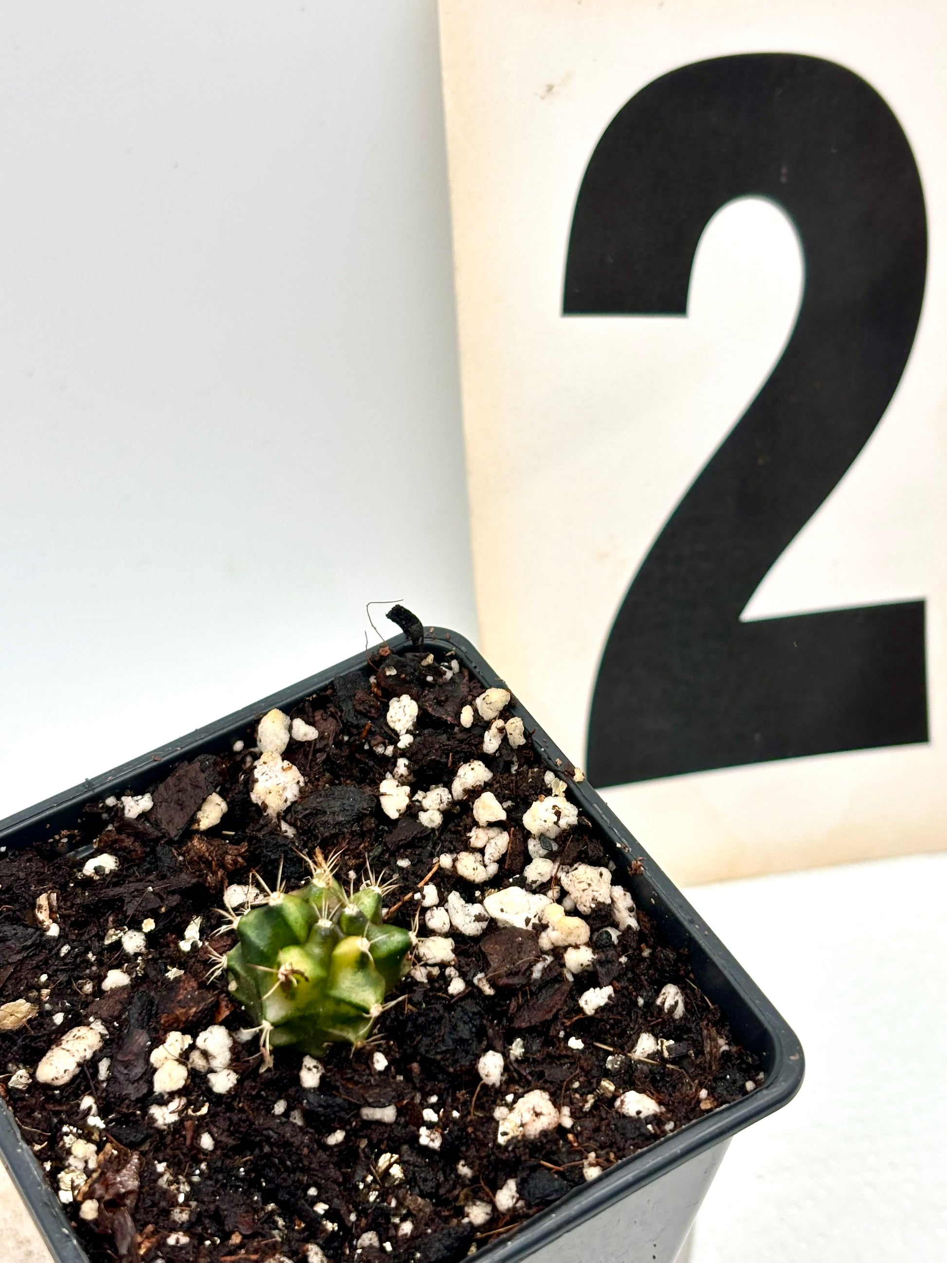 Variegater Gymnocalycium Mihanovichii Kaktus von Exotic-Flowers mit bunten, gestreiften Mustern auf grünen Kakteenspitzen.