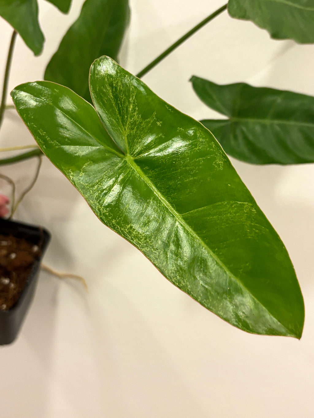 Philodendron Paraiso Verde