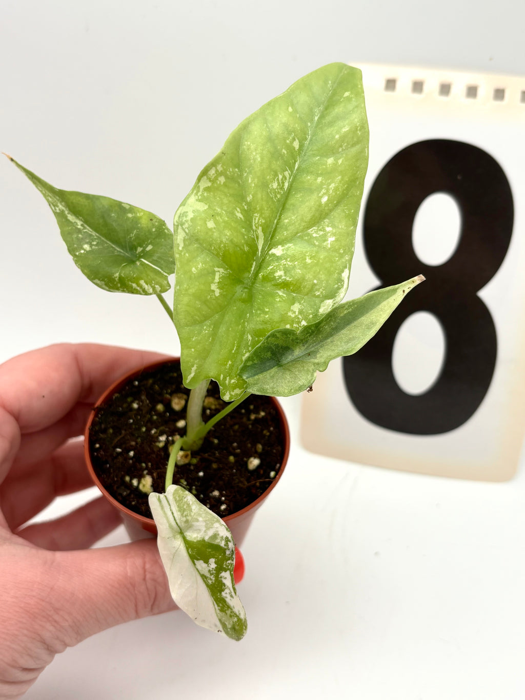 Alocasia Simpo Albo Variegata