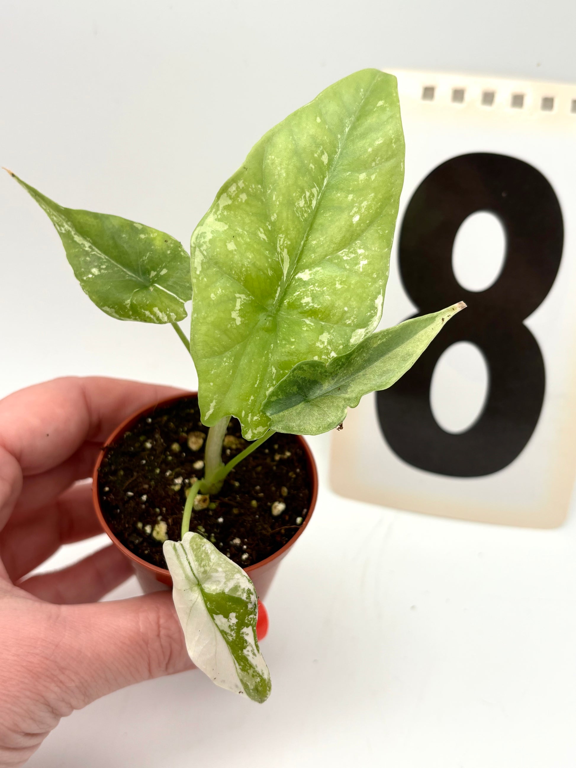 Alocasia Simpo Albo Variegata