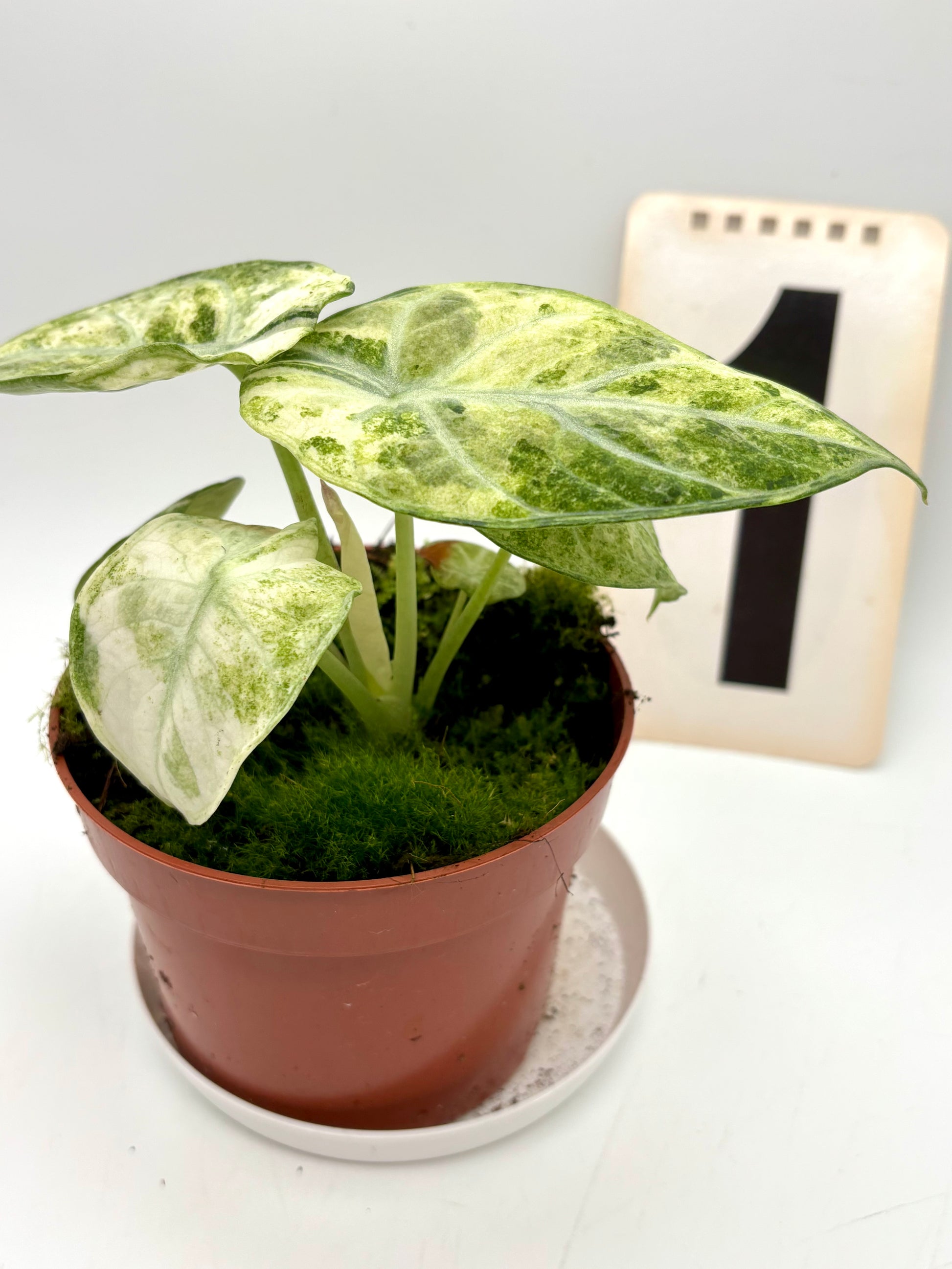 Alocasia Ninja Tricolor