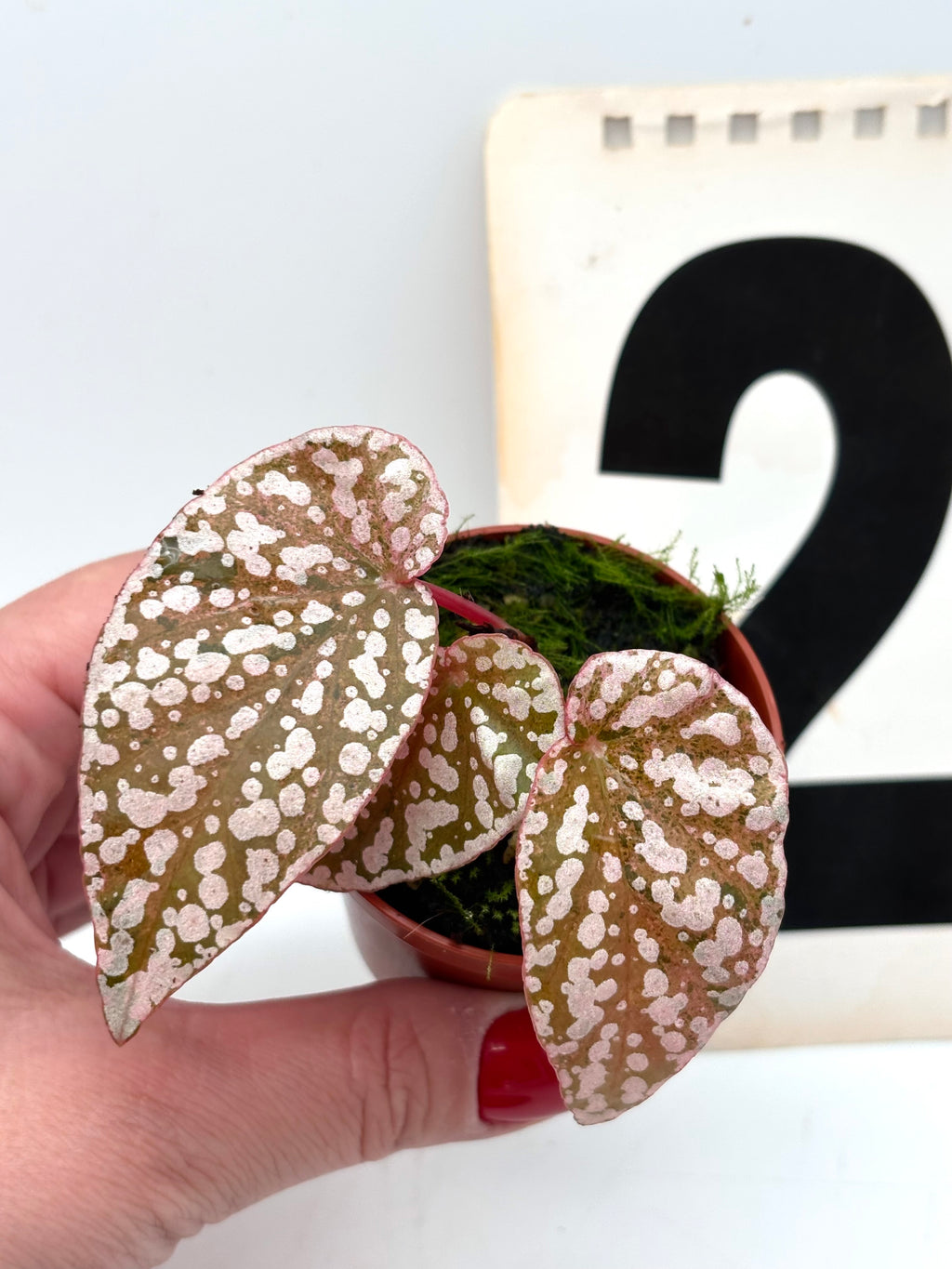Weiße und grüne variegierte Begonie Snowcap von Exotic-Flowers, mit großen, dekorativen Blättern.