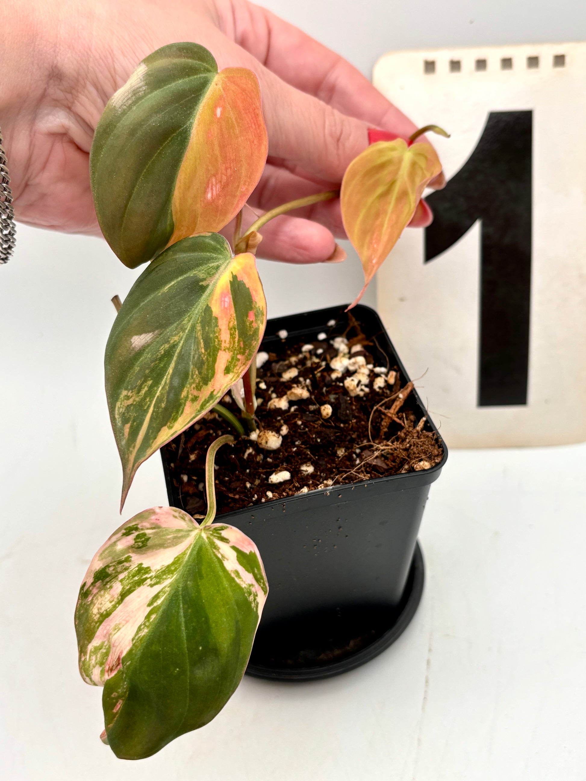 Philodendron Micans Variegata Pflanze mit grün-weißen Blättern, im Topf, von Exotic-Flowers, Nahaufnahme der Pflanze