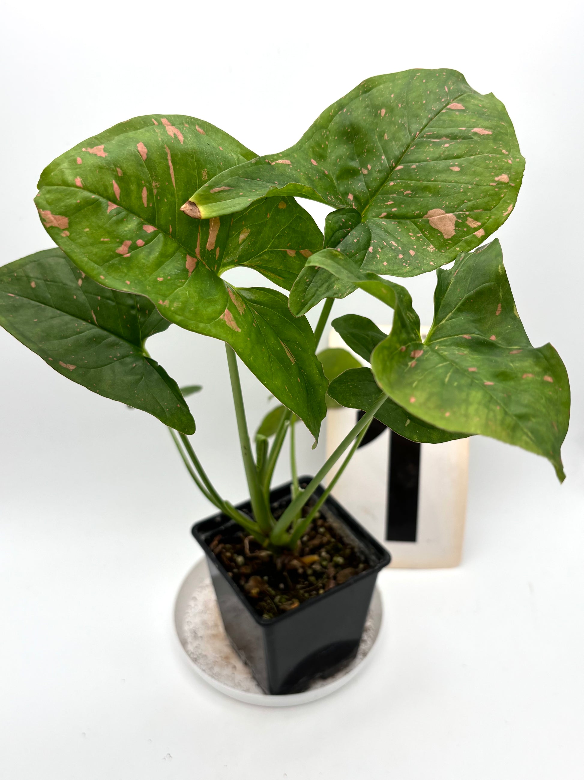 Syngonium Pink Splash Allusion