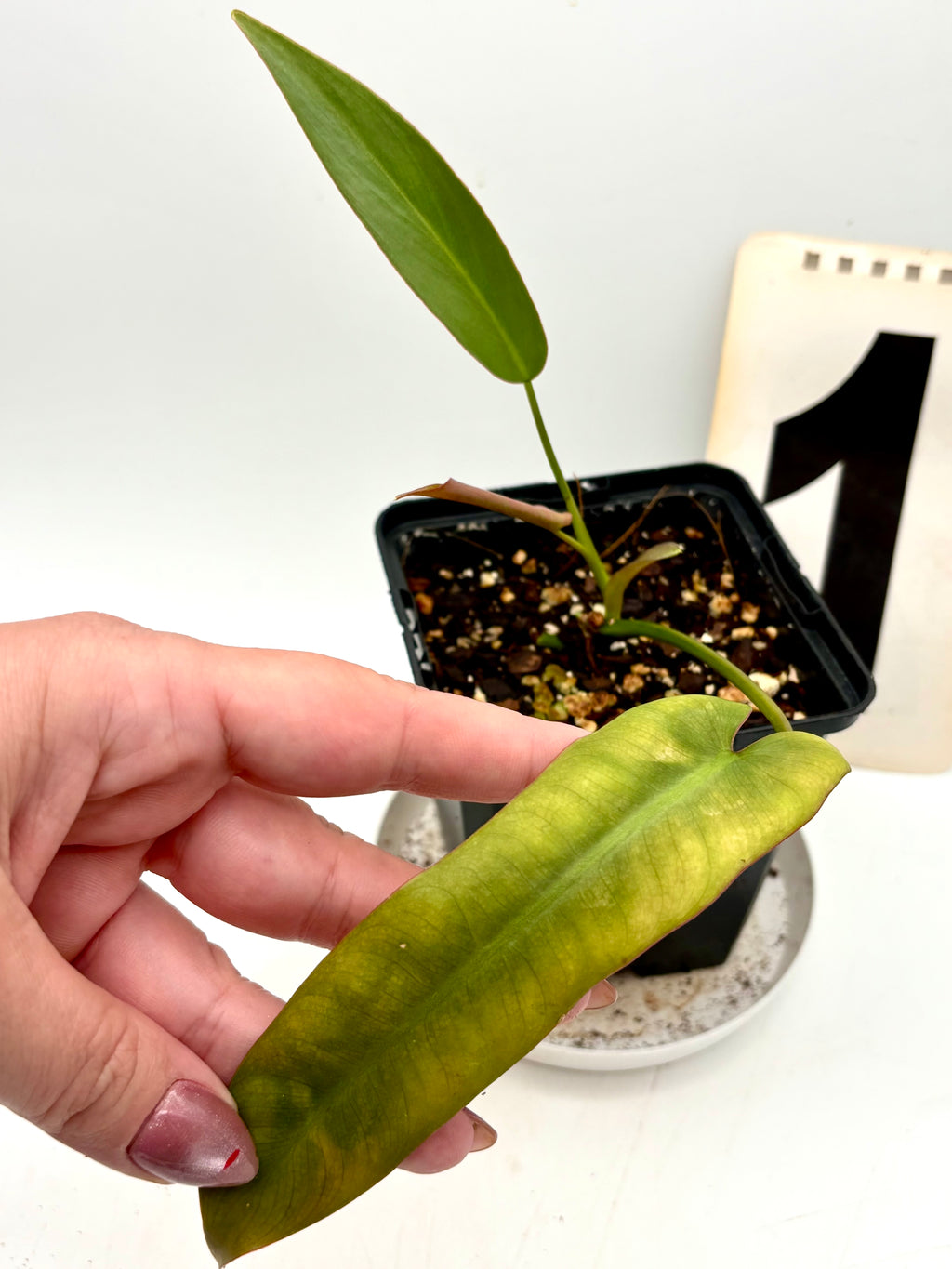 Philodendron Atabapoense von Exotic-Flowers, grüne Blätter mit einzigartigem Muster, Nahaufnahme der Pflanze in Topf