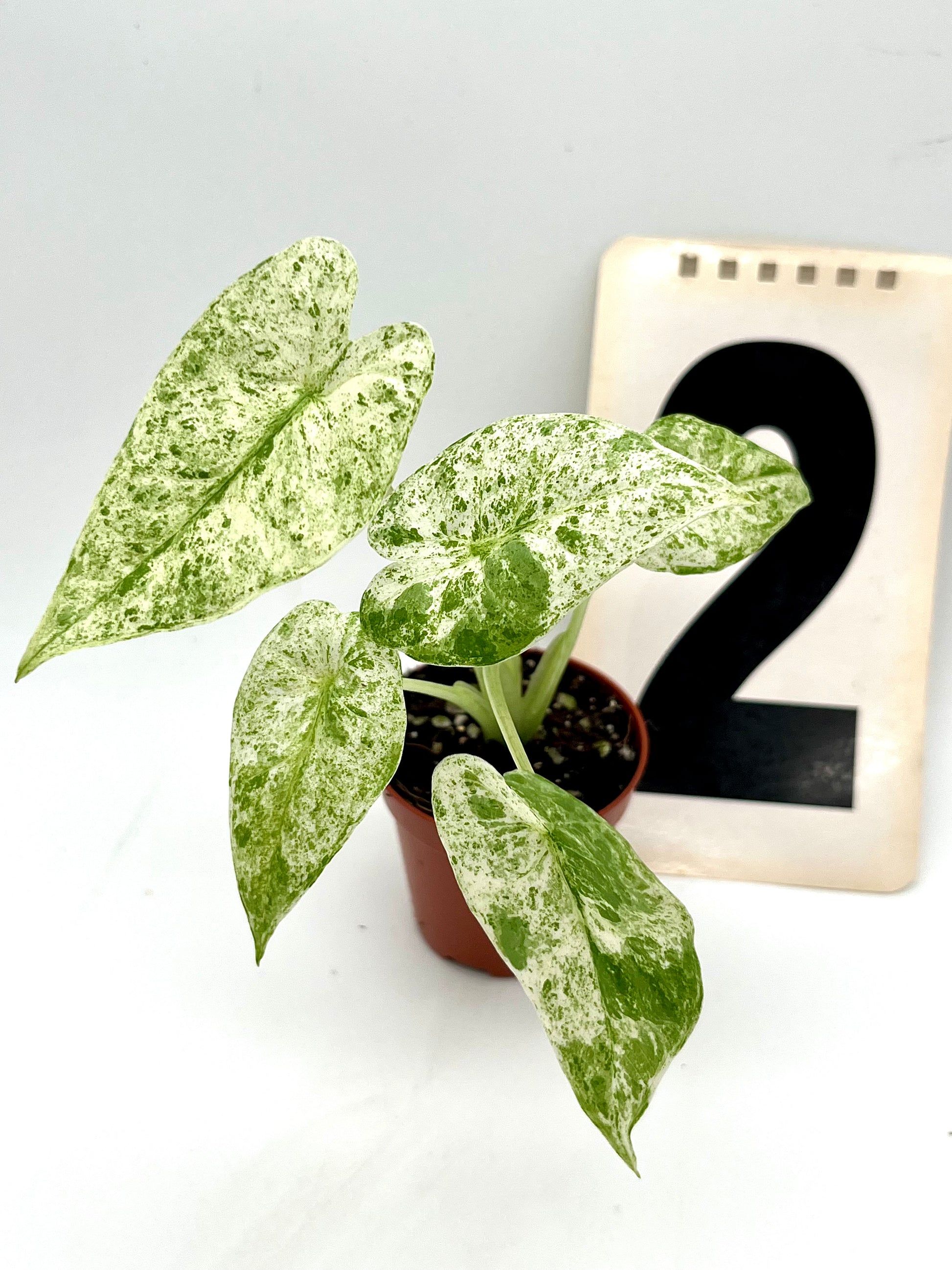 Alocasia Odora Batik