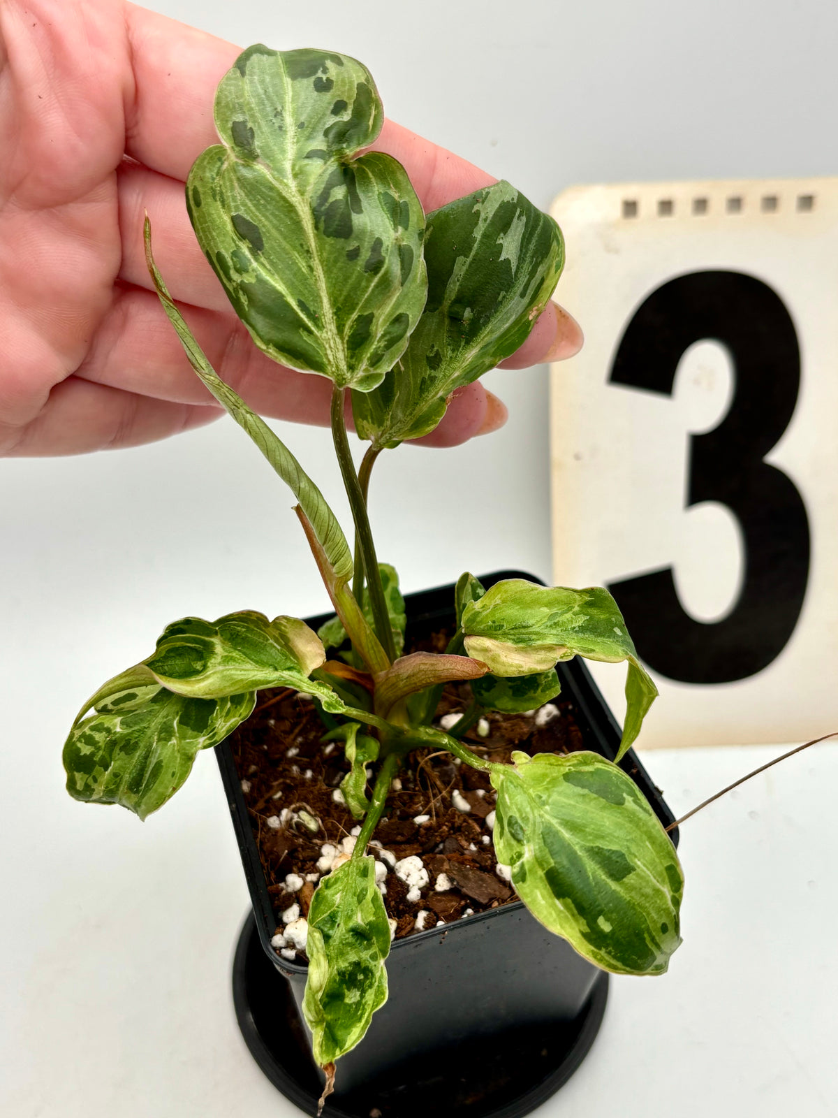 Jungpflanze des Philodendron Gloriosum Variegata / Snow Leopard mit grün-weißen Blättern, im Topf, auf einem Holztisch, natürliche Beleuchtung