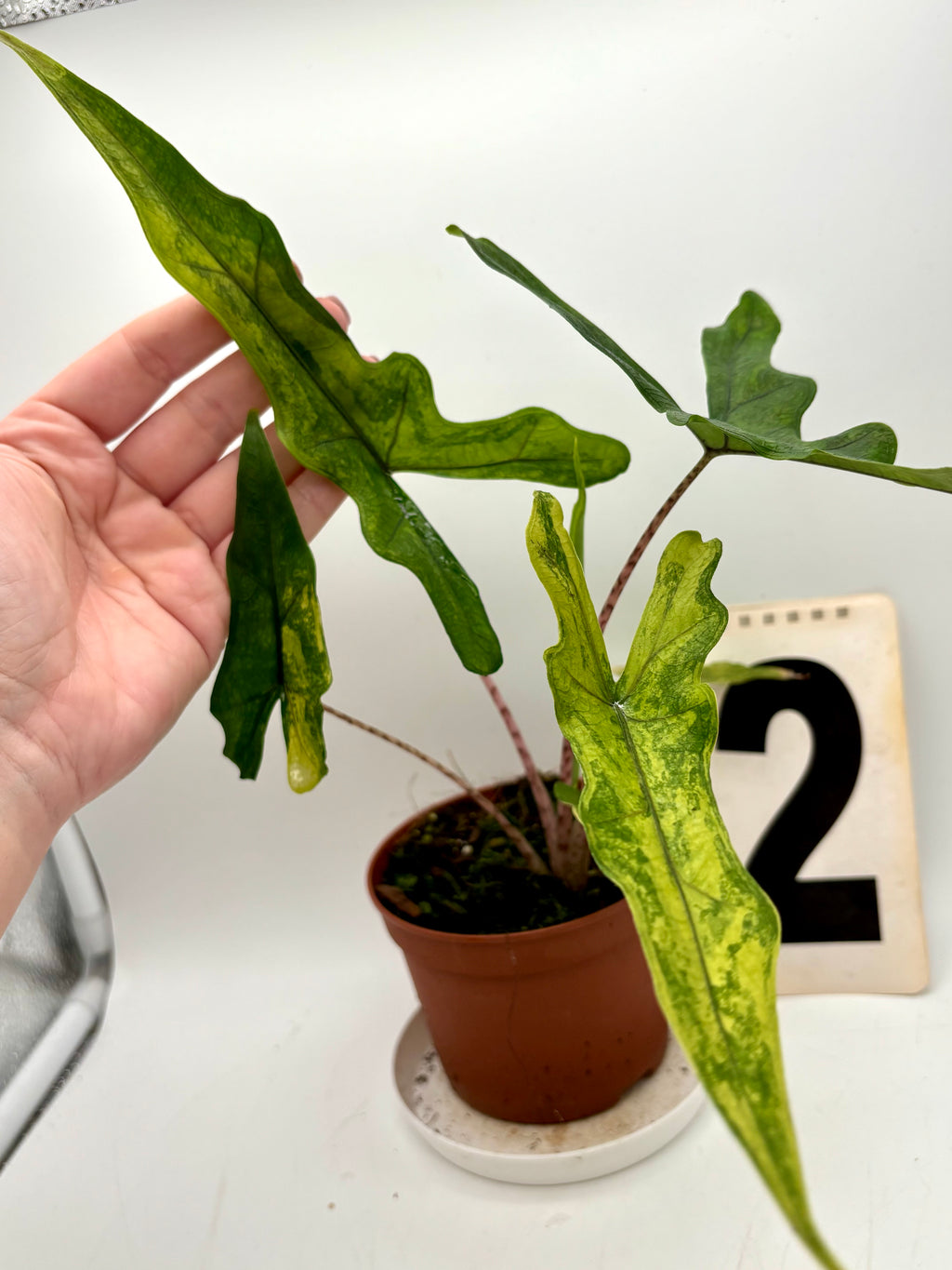 Alocasia Sabrina Variegata - Exotic-Flowers